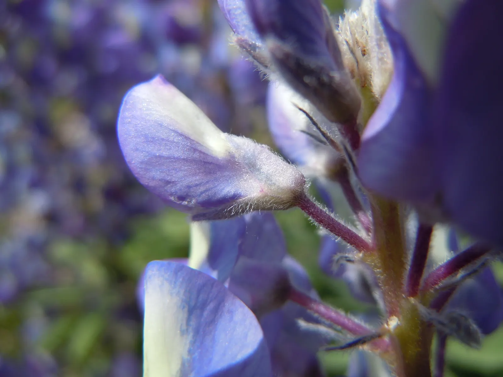 Silvery Lupine (Lupinus Argenteus) — is a perennial wildflower that presents a unique combination of aesthetic appeal and hardiness