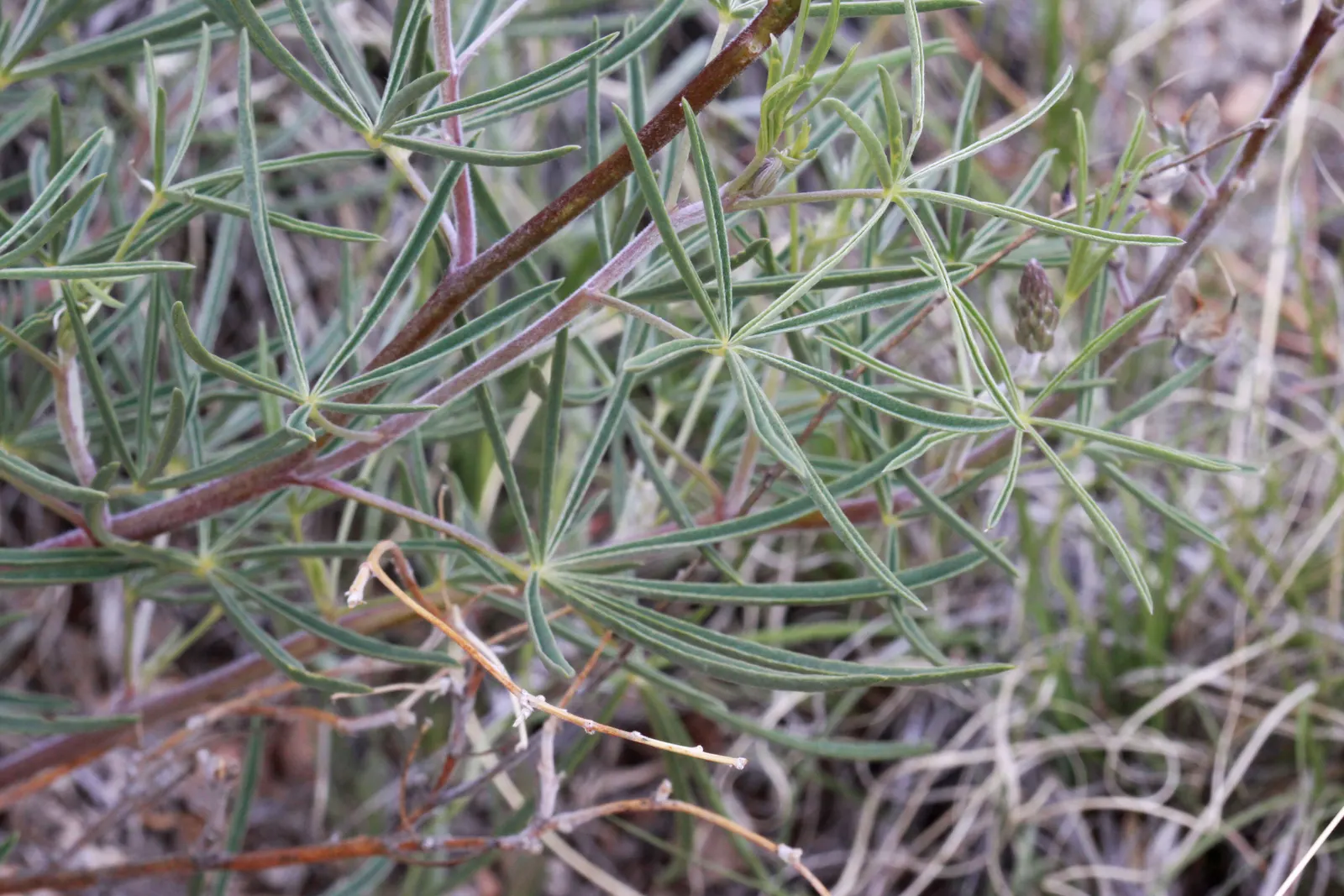 Silvery Lupine (Lupinus Argenteus) — This species typically reaches a height of 1.5 to 2 feet and spreads approximately 1 to 1.5 feet