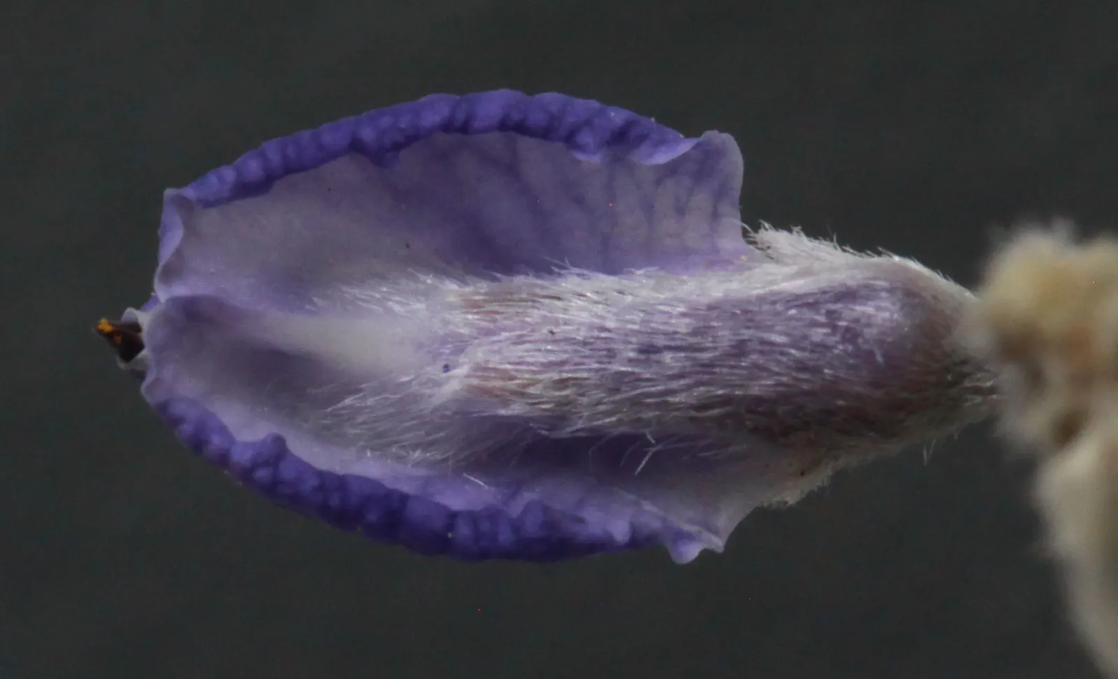 Silvery Lupine (Lupinus Argenteus) — with each individual flower measuring roughly 0.5 inches across; annual with purple blooms