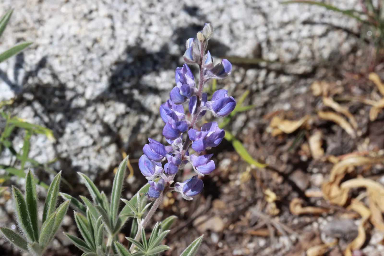 Silvery Lupine (Lupinus Argenteus) — Thriving in full to partial sunlight, it reaches heights of 1-2 feet and spreads 1-1.5 feet; making it a, image 51