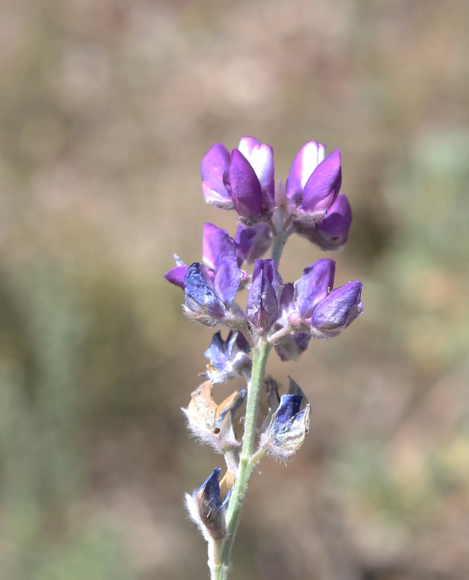 Silvery Lupine (Lupinus Argenteus) — Thriving in full to partial sunlight, it reaches heights of 1-2 feet and spreads 1-1.5 feet; making it a favorite among