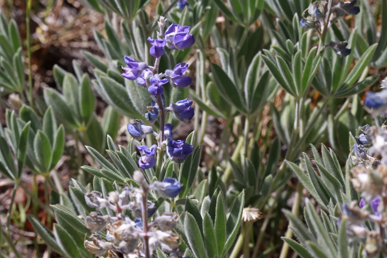 Silvery Lupine (Lupinus Argenteus) — When incorporating Silvery Lupine into a design; it is relatively drought-tolerant once established, making it, image 67