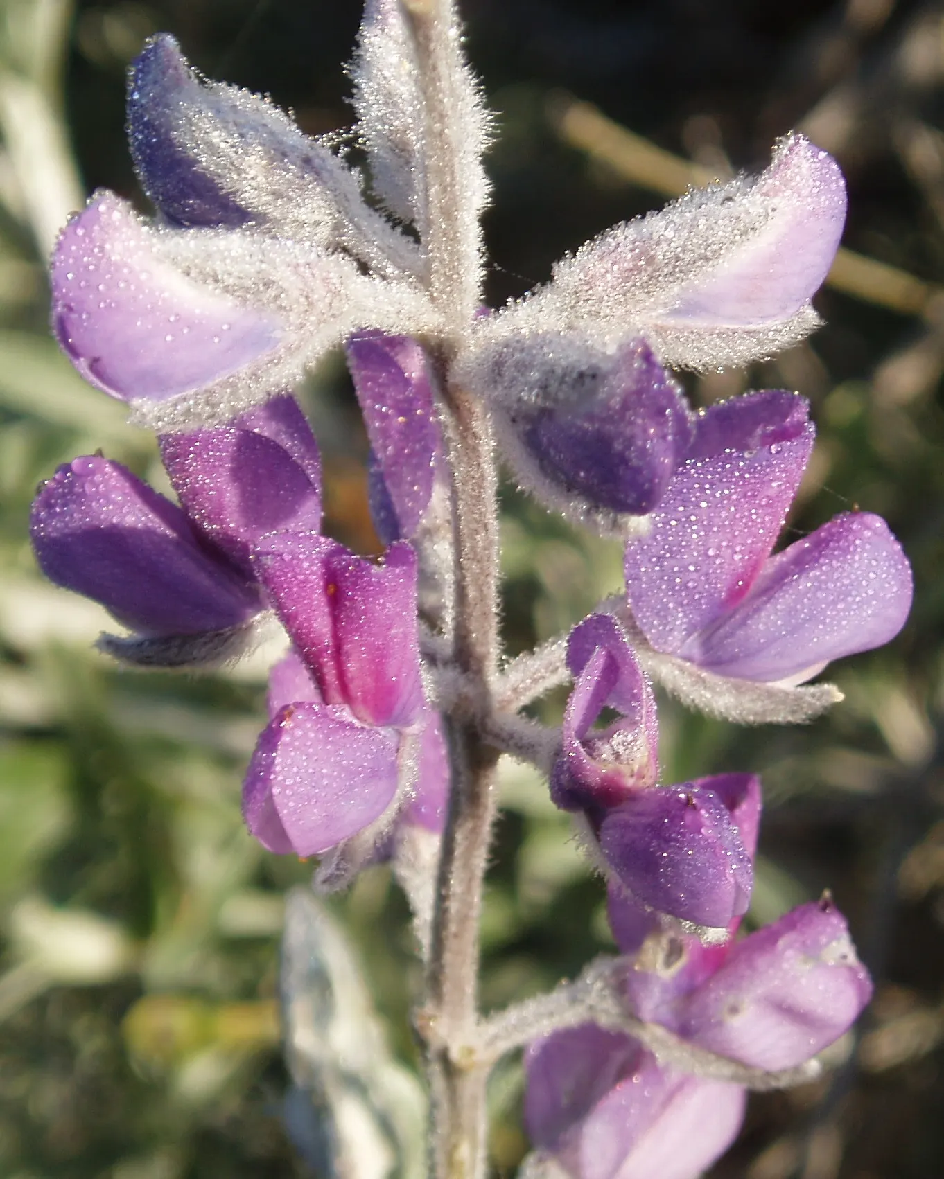 Silvery Lupine (Lupinus Argenteus) — With proper distancing and placement