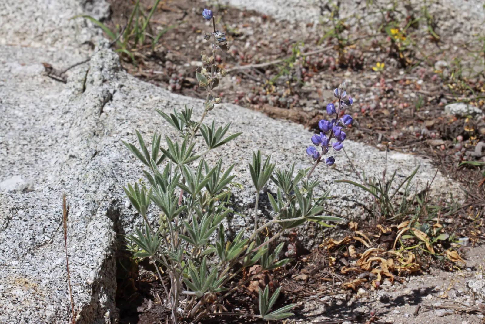 Silvery Lupine (Lupinus Argenteus) — However, its propensity to reseed can be a boon for creating a naturalized, meadow-like environment; this, image 69