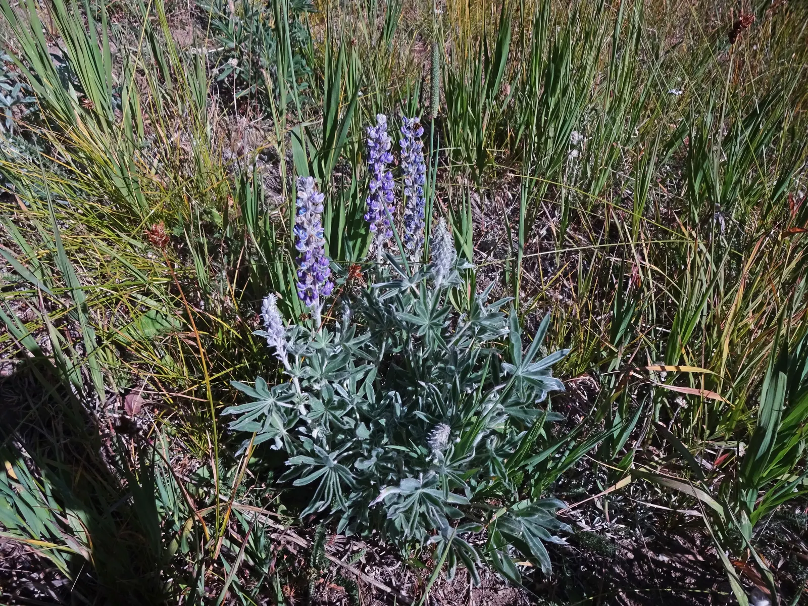 Silvery Lupine (Lupinus Argenteus) — creating striking vertical accents in the landscape.<br><br>Hardy in USDA zones 4 - 8