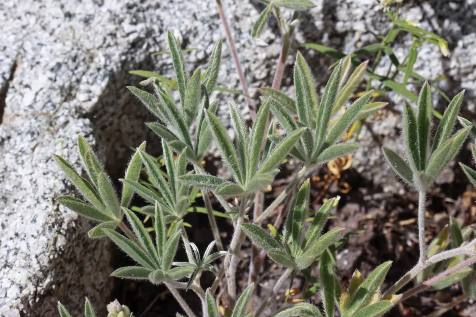 Silvery Lupine (Lupinus Argenteus) — it produces vibrant spikes of densely packed flowers; ranging from a soft purple to a deep blue hue, image 59