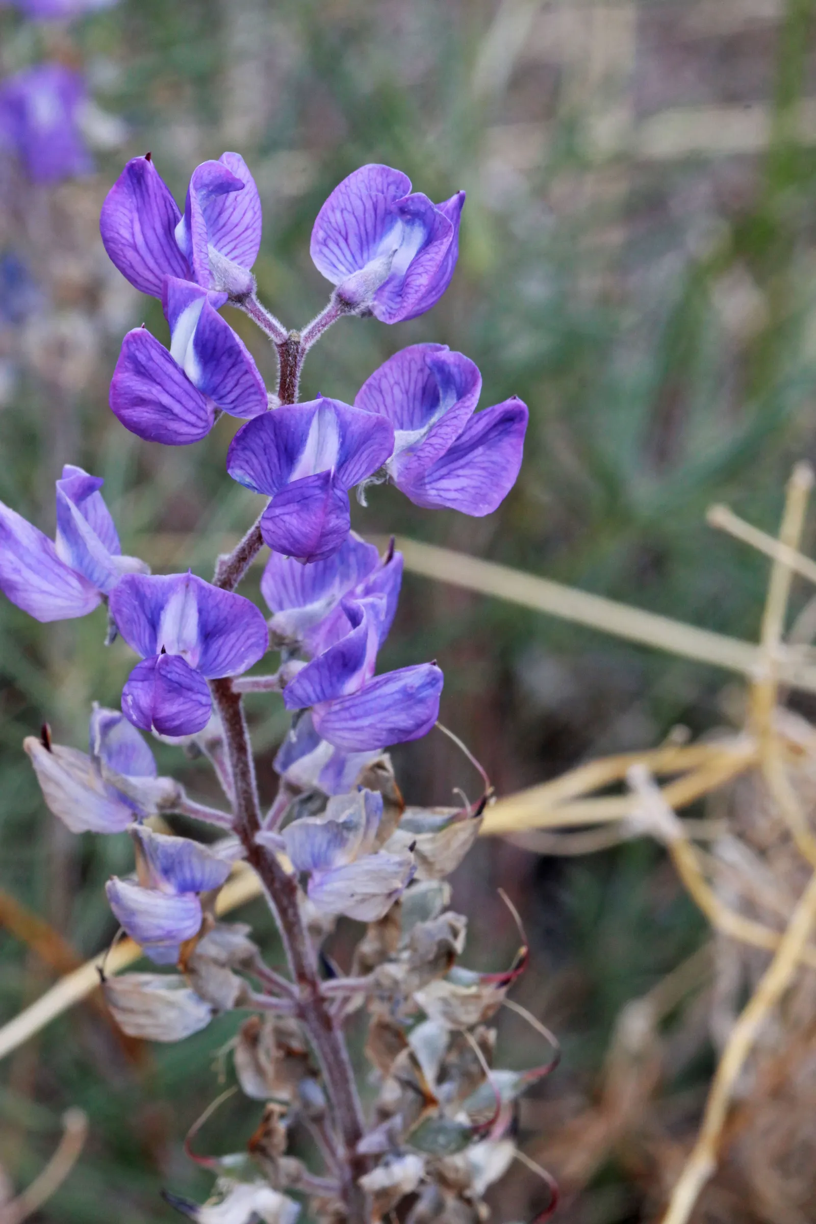 Silvery Lupine (Lupinus Argenteus) — Between late spring and early summer
