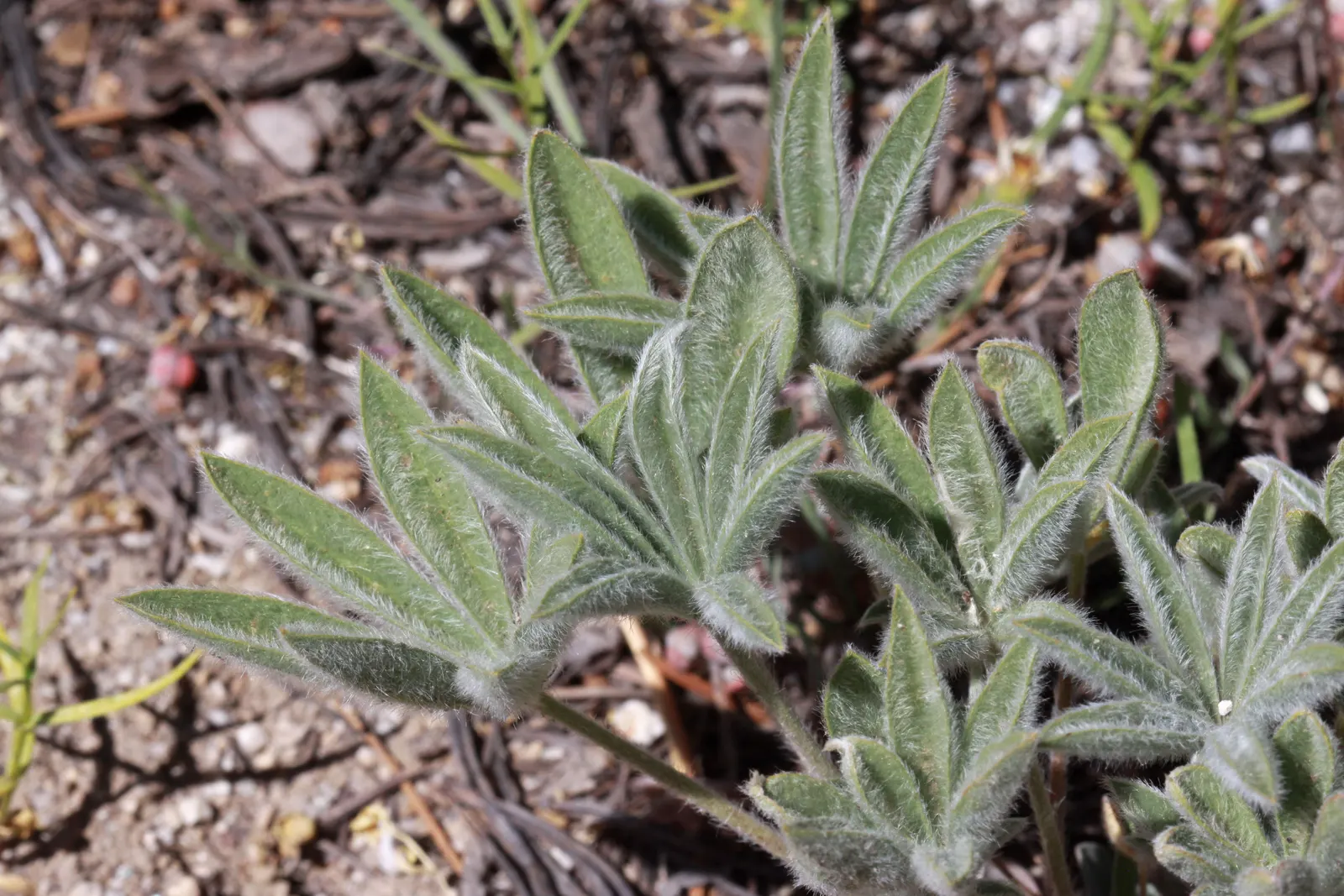 Silvery Lupine (Lupinus Argenteus) — purple flowers in the garden; between late spring and early summer, image 73