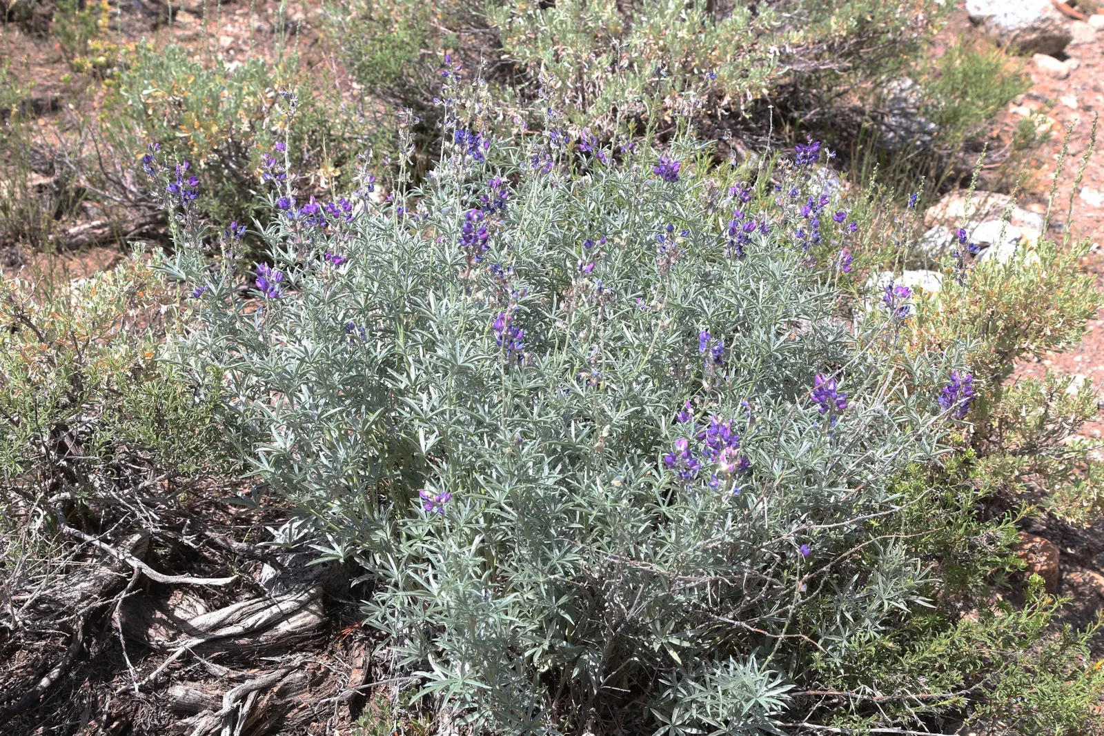 Silvery Lupine (Lupinus Argenteus) — the Silvery Lupine can become a cherished component for any client's garden