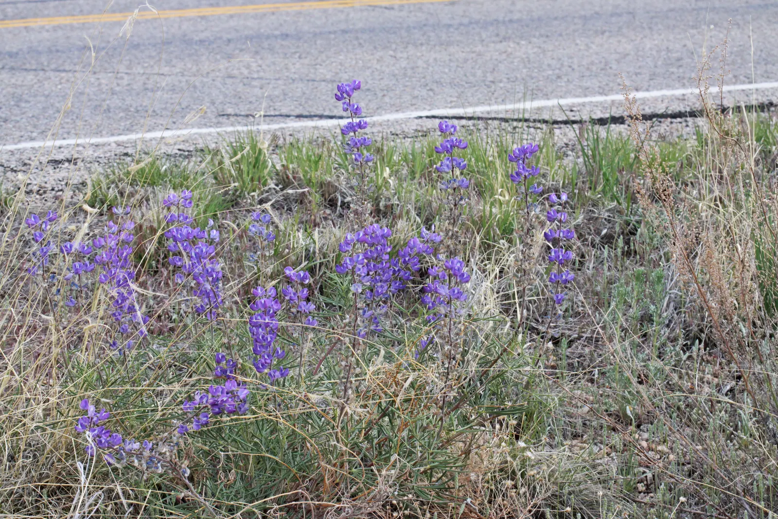 Silvery Lupine (Lupinus Argenteus) — annual with purple blooms; slightly acidic to neutral soil