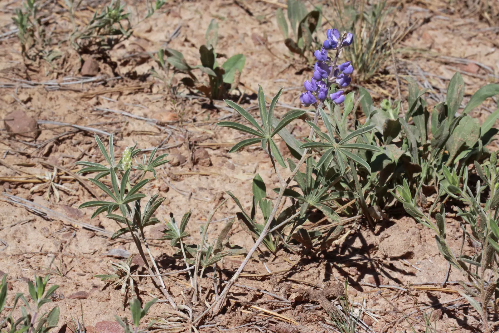 Silvery Lupine (Lupinus Argenteus) — However, its propensity to reseed can be a boon for creating a naturalized, meadow-like environment; this species