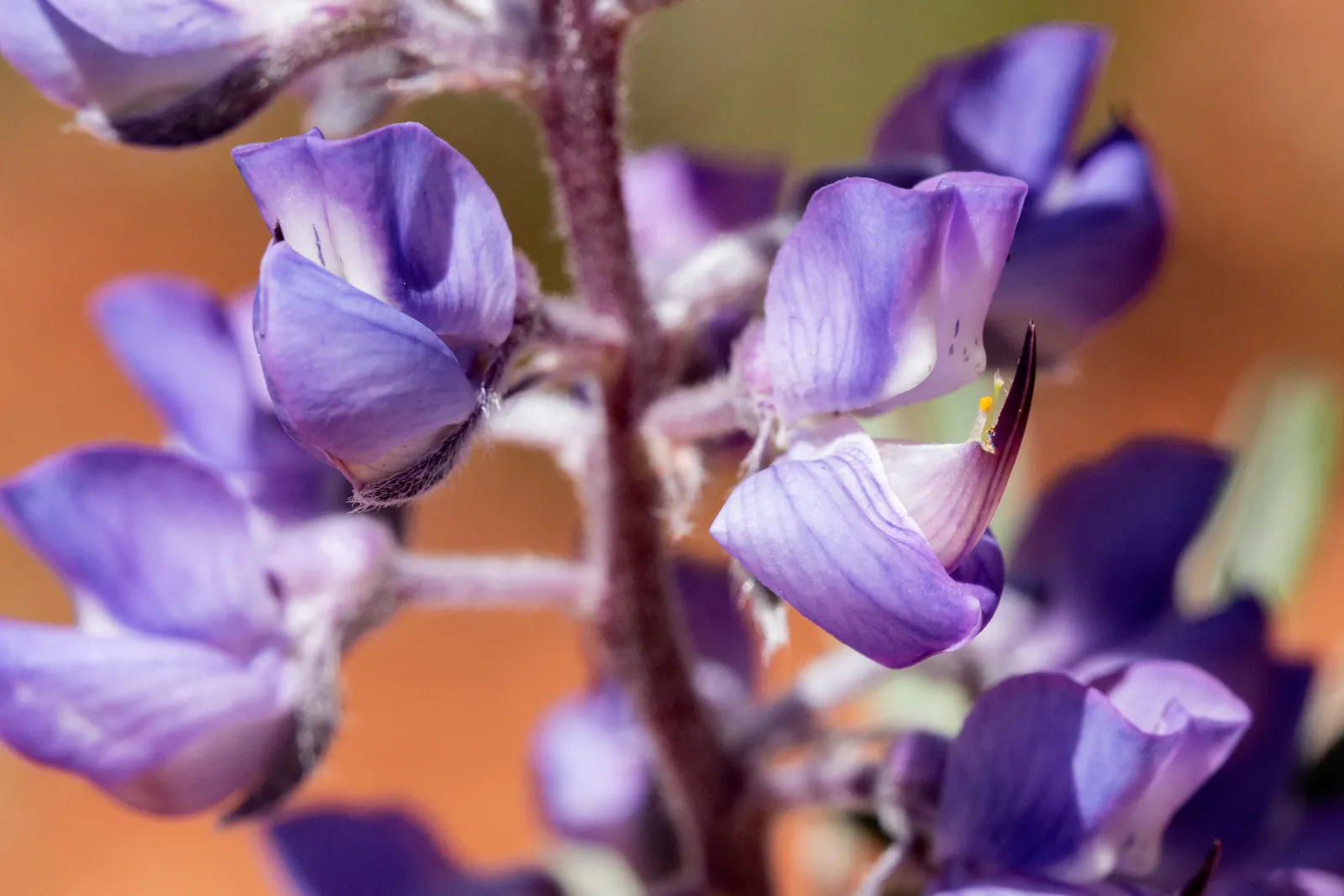 Silvery Lupine (Lupinus Argenteus) — with each individual flower measuring roughly 0.5 inches across