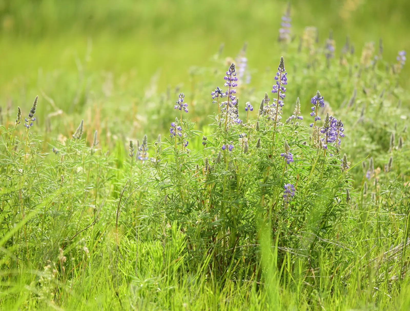 Silvery Lupine (Lupinus Argenteus) — making it a favorite among landscape enthusiasts seeking a touch of natural charm; annual for full