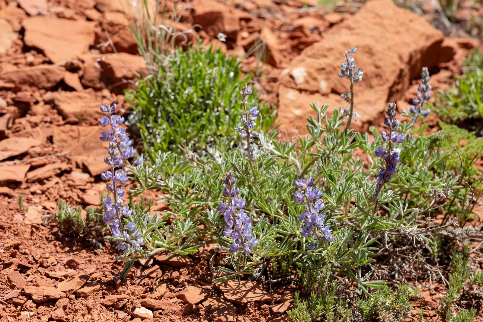 Silvery Lupine (Lupinus Argenteus) — When incorporating Silvery Lupine into a design