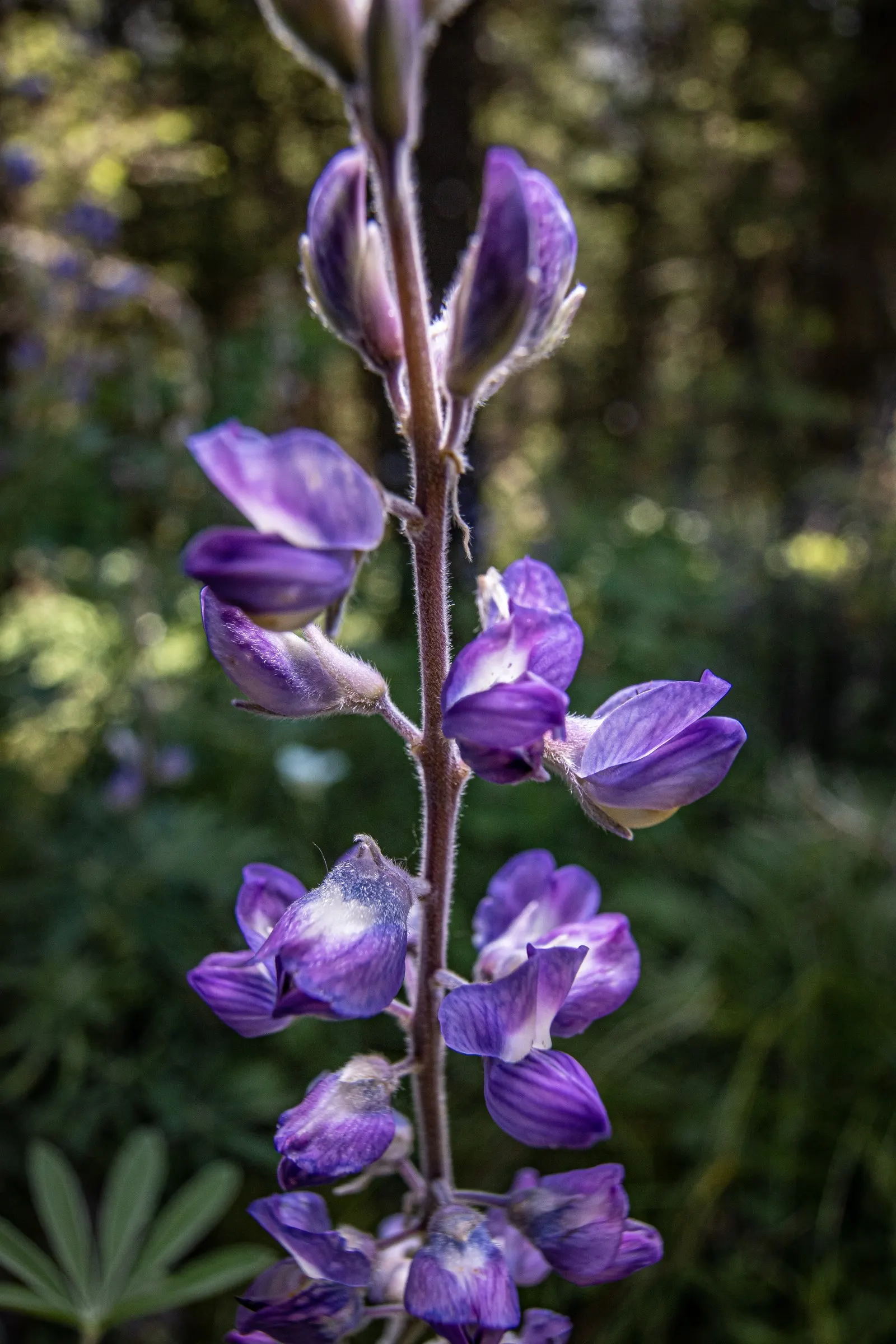 Silvery Lupine (Lupinus Argenteus) — It is relatively drought-tolerant once established, making it suitable for xeriscaping or drier climates; it, image 66