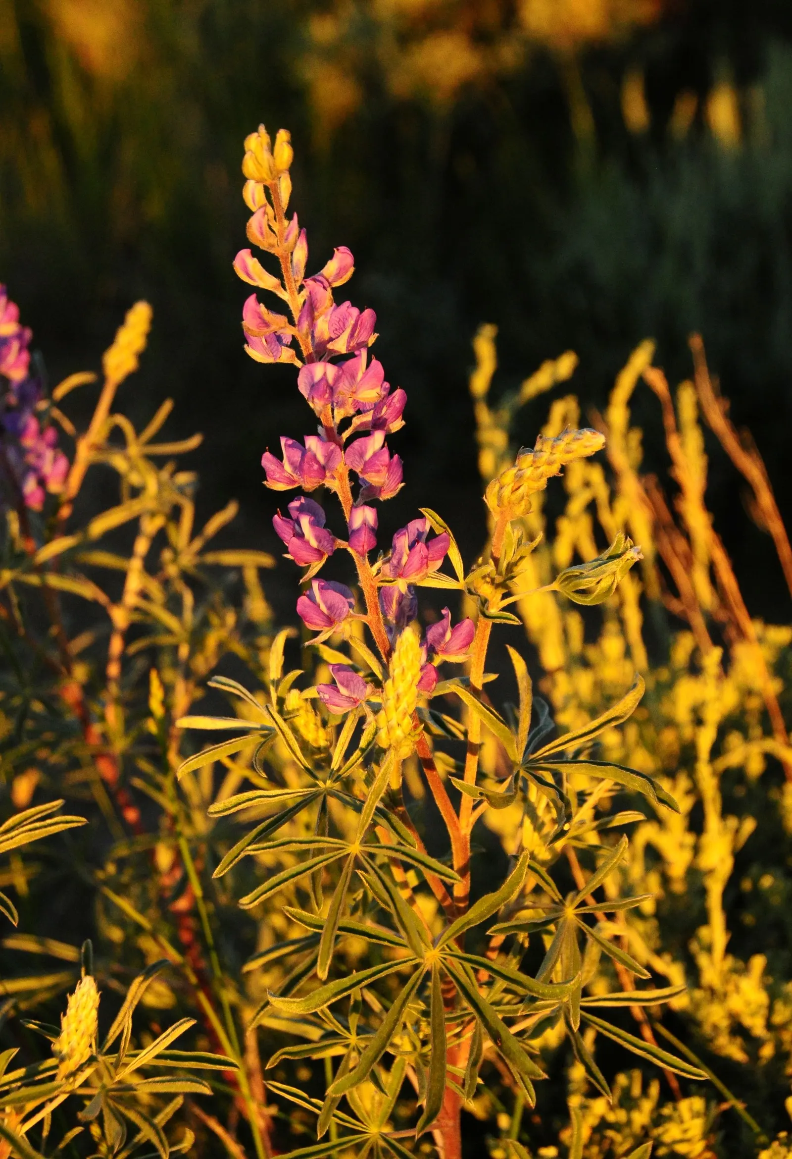 Silvery Lupine (Lupinus Argenteus) — Lupinus argenteus thrives in full sun to partial shade and prefers well-drained; with proper distancing and placement