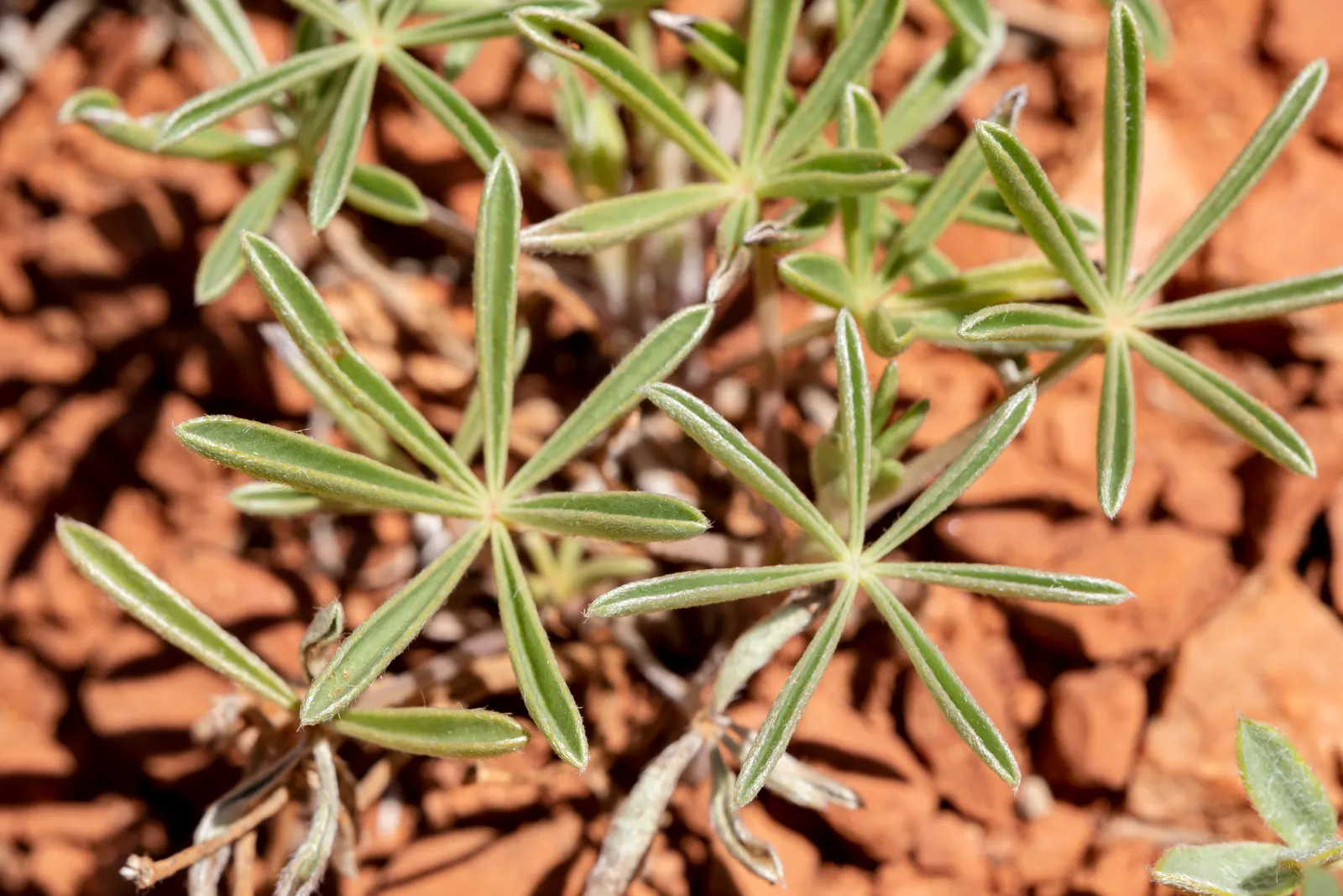 Silvery Lupine (Lupinus Argenteus) — the Silvery Lupine exhibits a distinct shimmer that captures the light