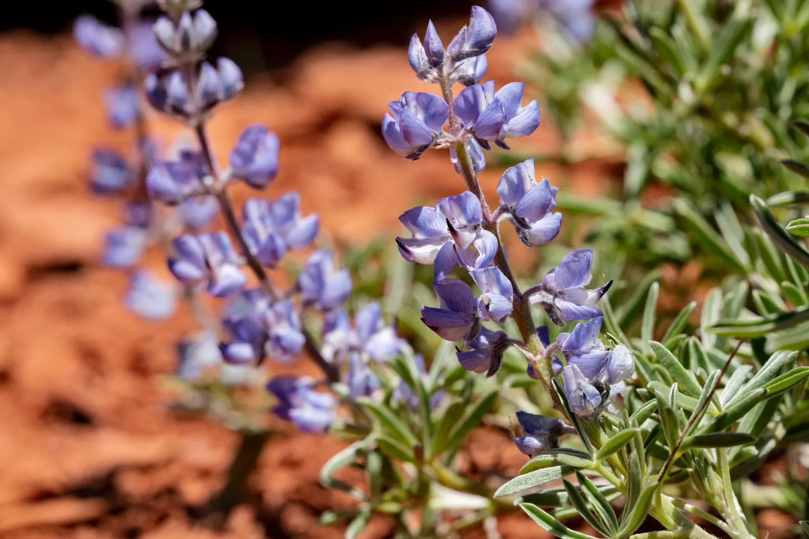 Silvery Lupine (Lupinus Argenteus) — making it a favorite among landscape enthusiasts seeking a touch of natural charm