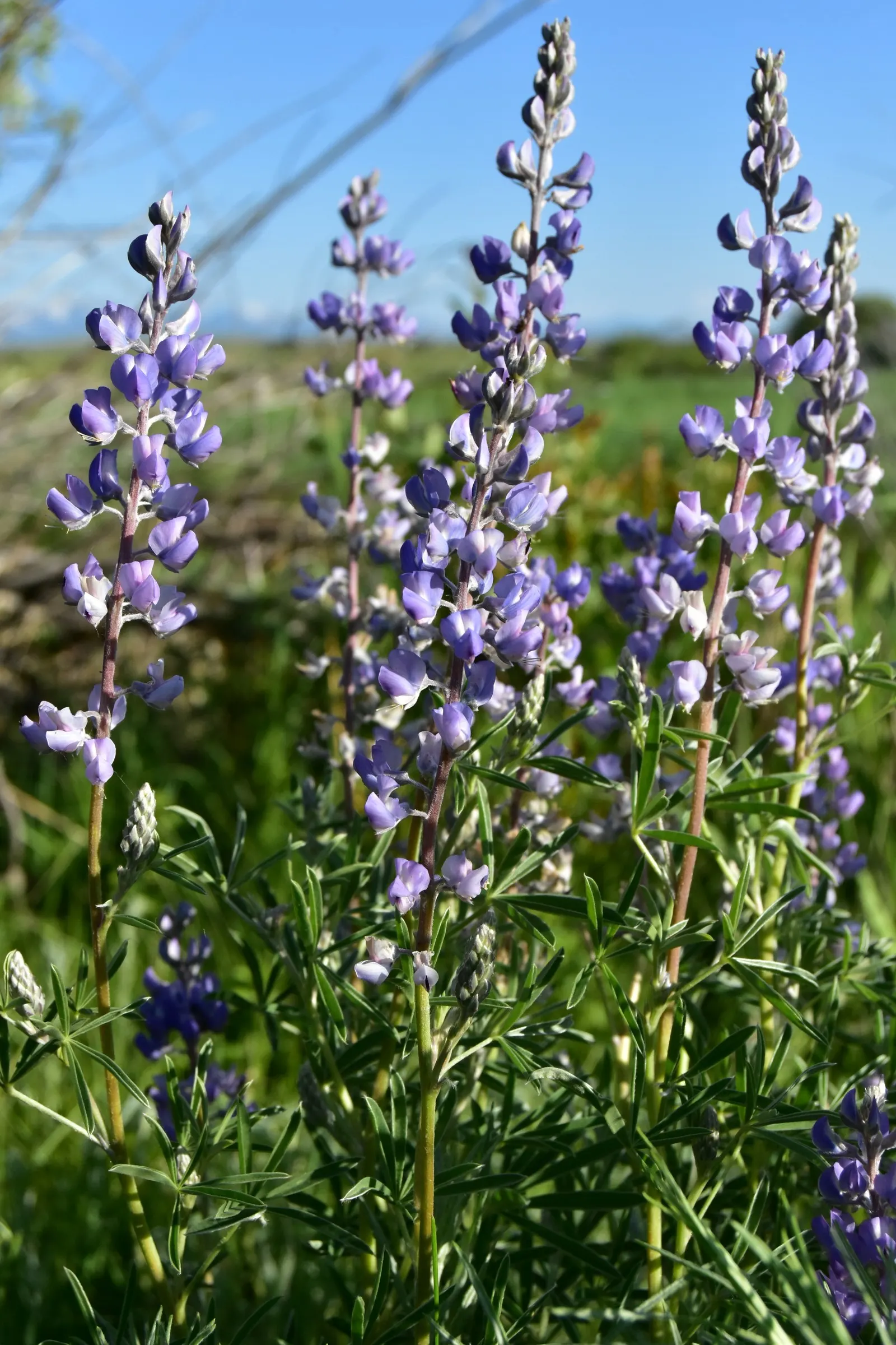Silvery Lupine (Lupinus Argenteus) — it produces vibrant spikes of densely packed flowers; ranging from a soft purple to a deep blue hue