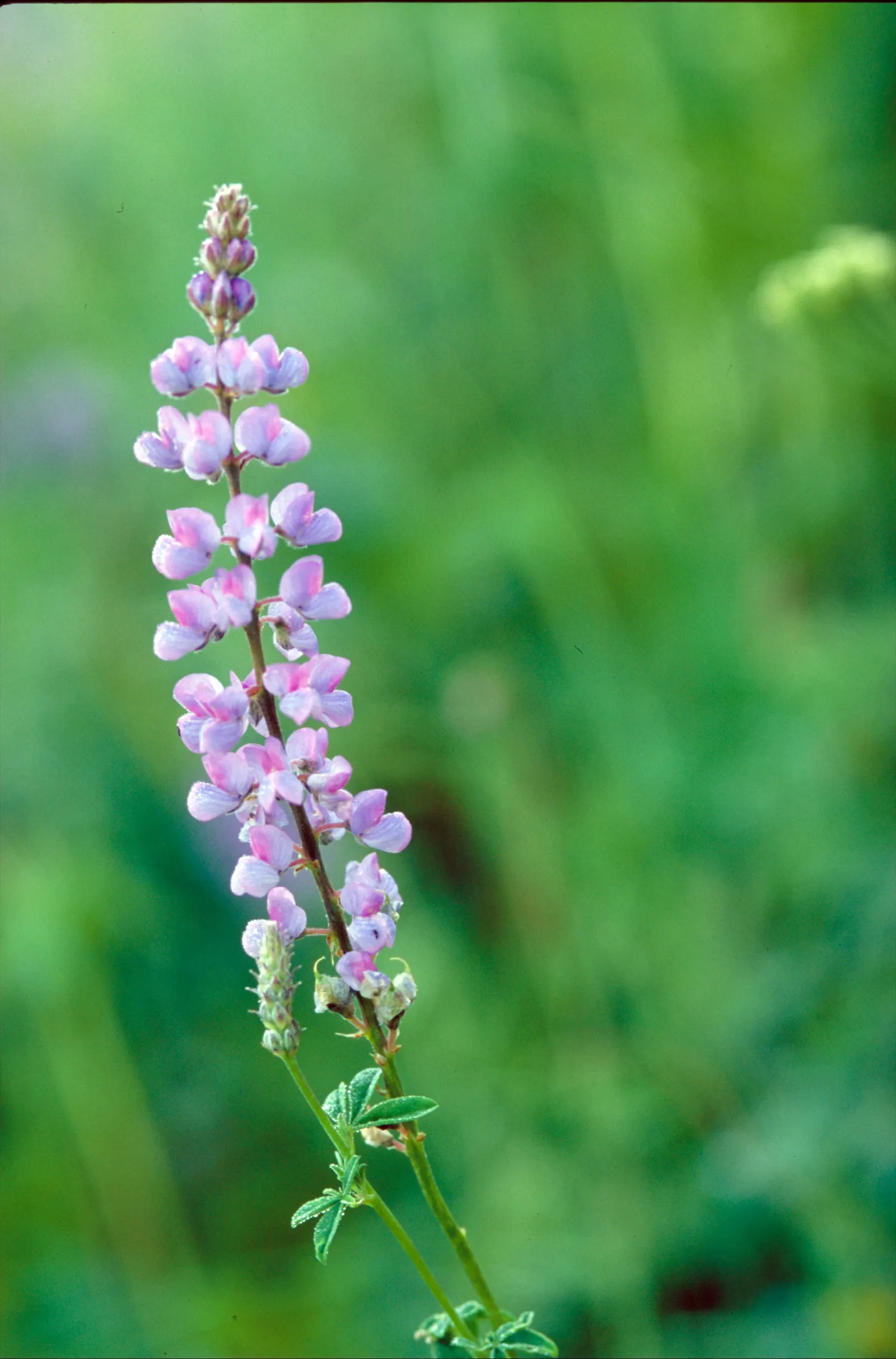 Silvery Lupine (Lupinus Argenteus) — annual for full; and a haven for beneficial wildlife