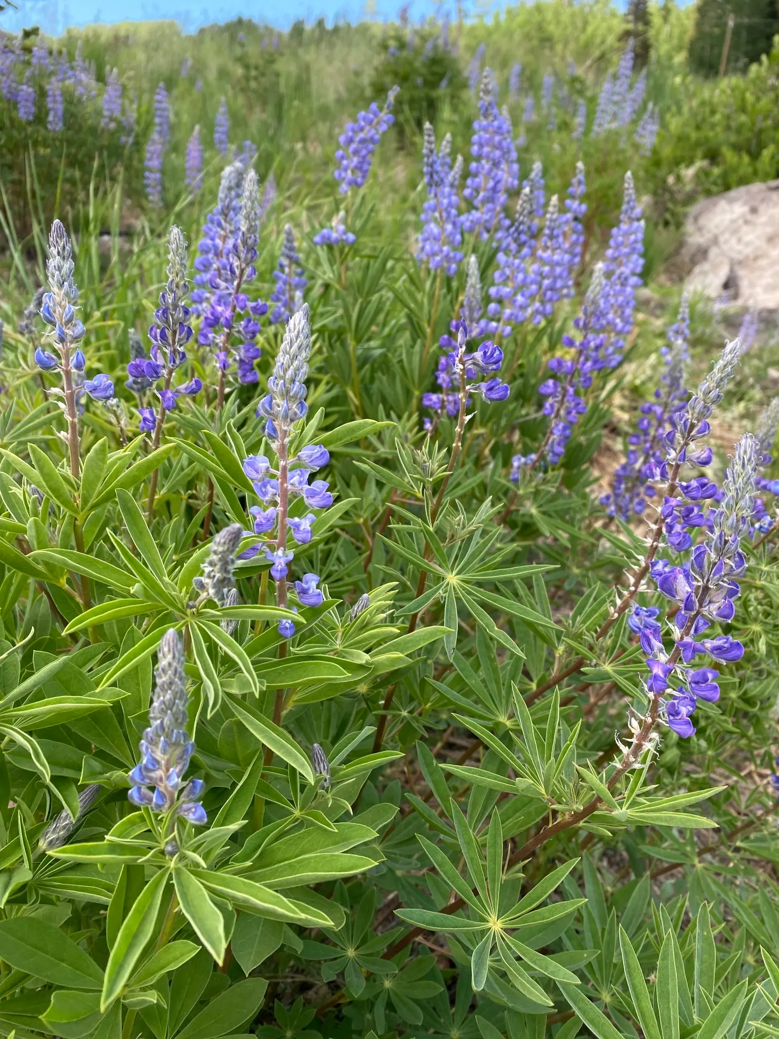 Silvery Lupine (Lupinus Argenteus) — It is relatively drought-tolerant once established, making it suitable for xeriscaping or drier climates; it produces