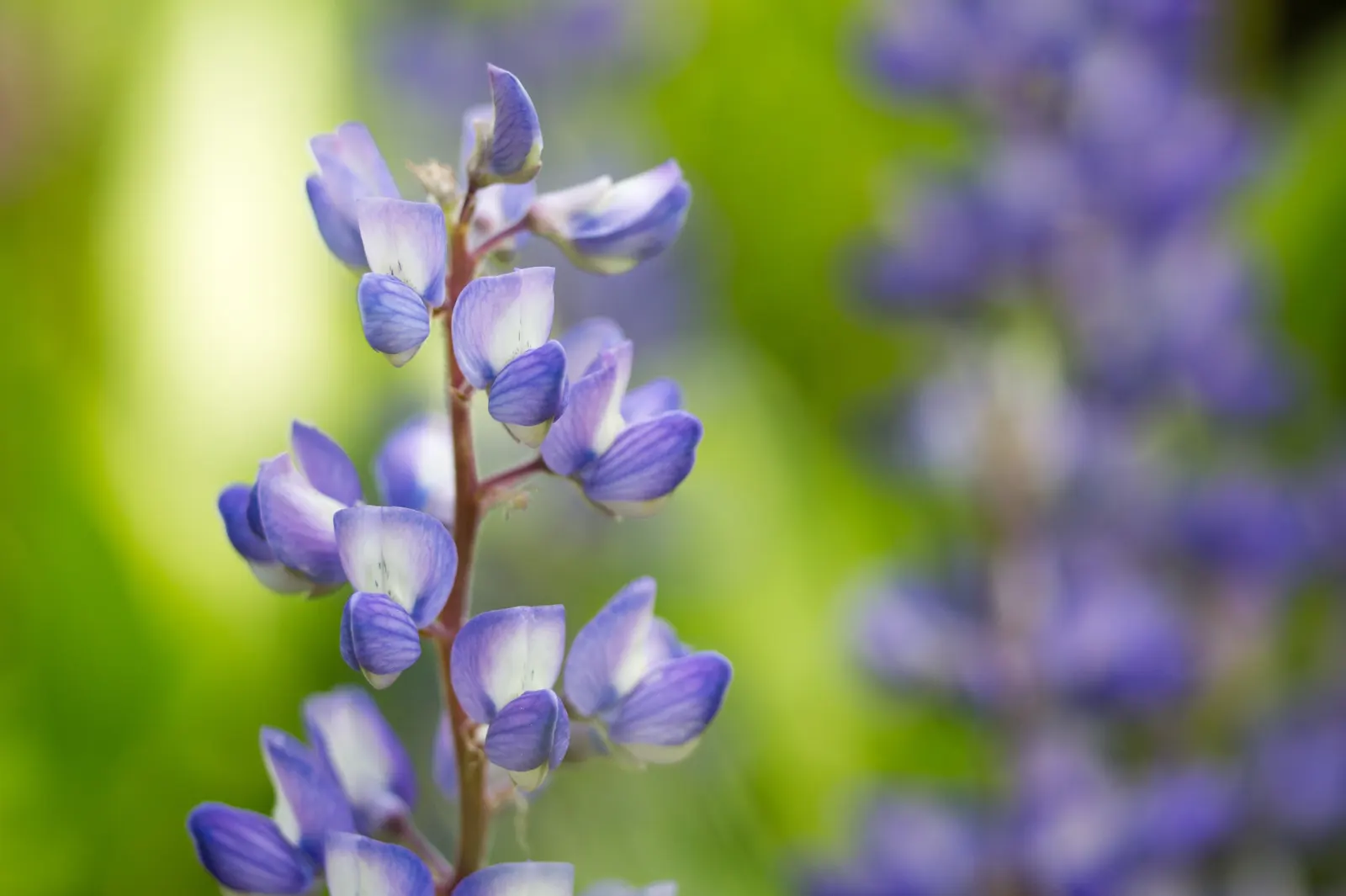 Silvery Lupine (Lupinus Argenteus) — adding texture and visual interest to garden compositions; the Silvery Lupine can become a cherished component, image 57