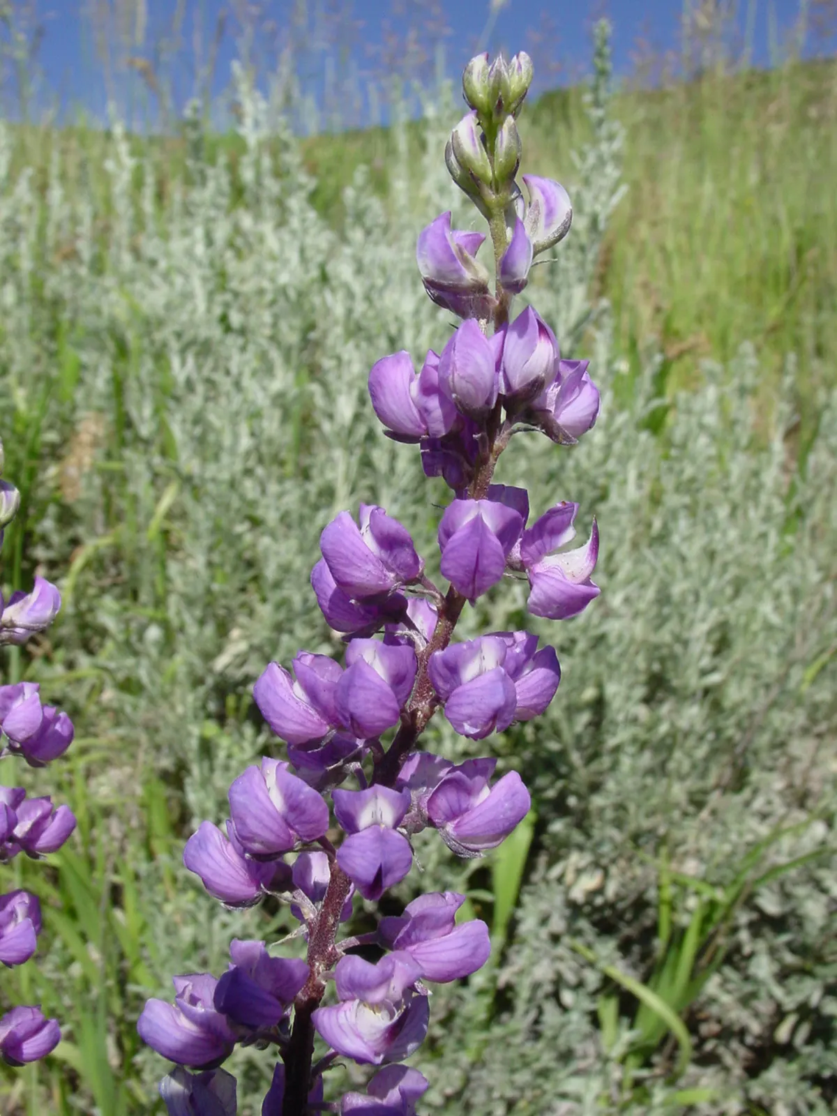 Silvery Lupine (Lupinus Argenteus) — with each individual flower measuring roughly 0.5 inches across; annual with purple blooms, image 61