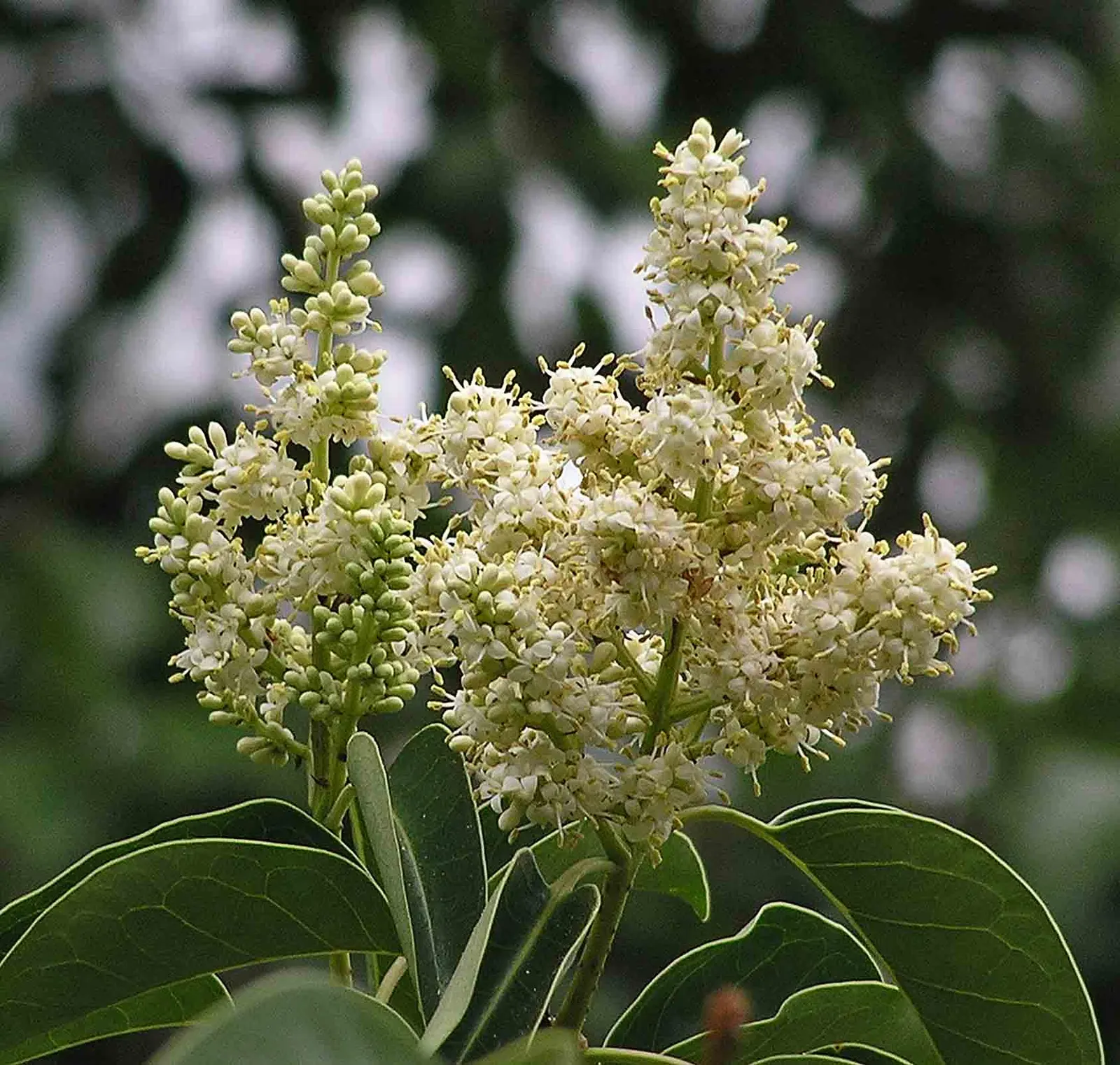 Glossy Privet (Ligustrum Lucidum) — creating a commanding presence in any garden design.<br><br>Characterized by its rich; the Glossy Privet (Ligustrum