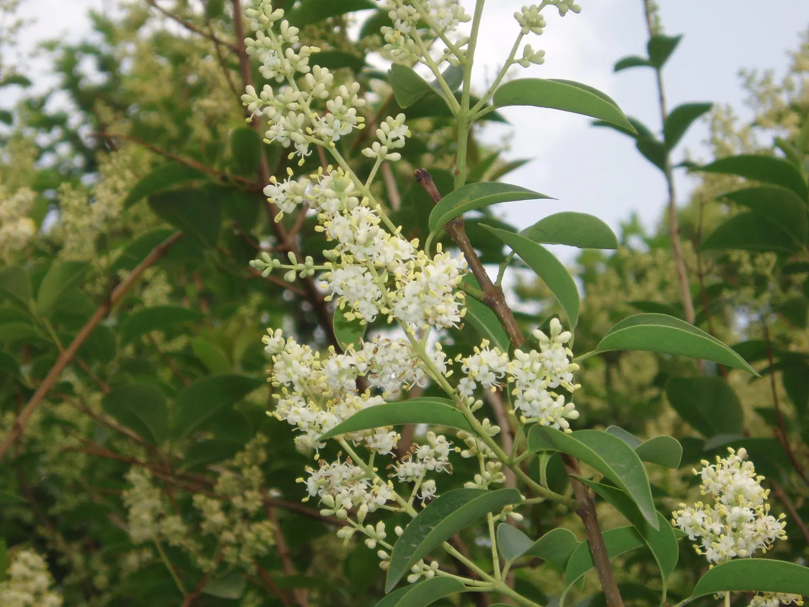 Glossy Privet (Ligustrum Lucidum) — shrub / tree with white blooms