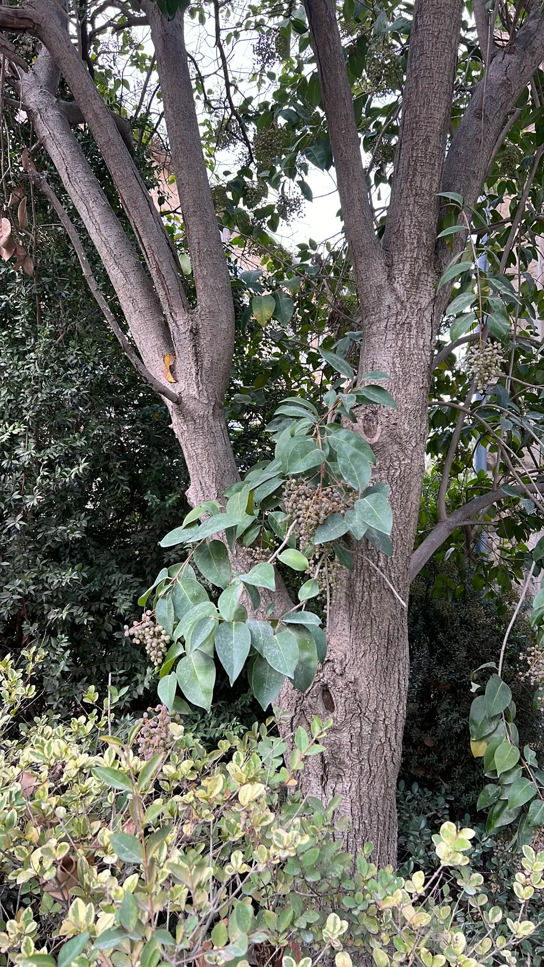 Glossy Privet (Ligustrum Lucidum) — leathery leaves and versatile growth