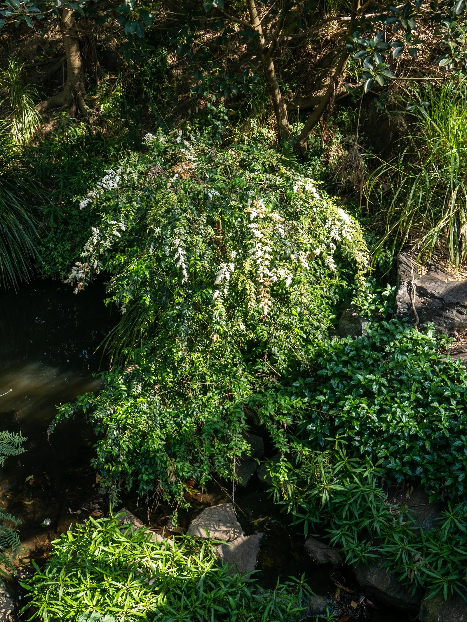 Glossy Privet (Ligustrum Lucidum) — which are highly attractive to birds and various wildlife