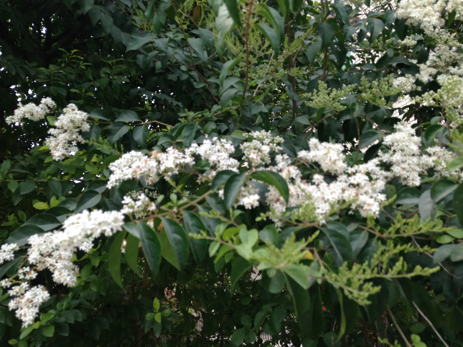 Glossy Privet (Ligustrum Lucidum) — shrub / tree for full