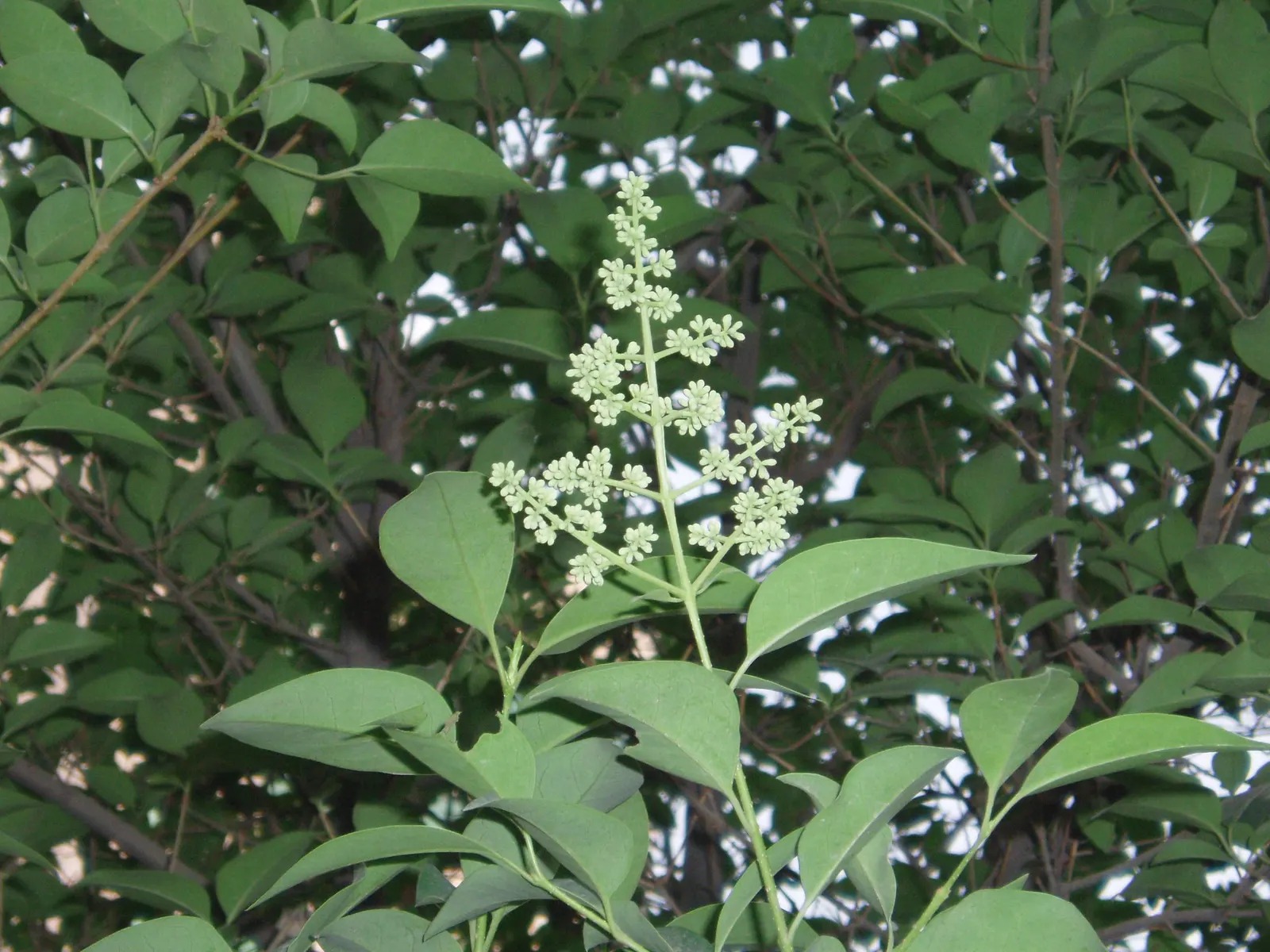 Glossy Privet (Ligustrum Lucidum) — It exhibits white, fragrant flower clusters in summer, followed by small, black berries; its rapid growth rate and ease of
