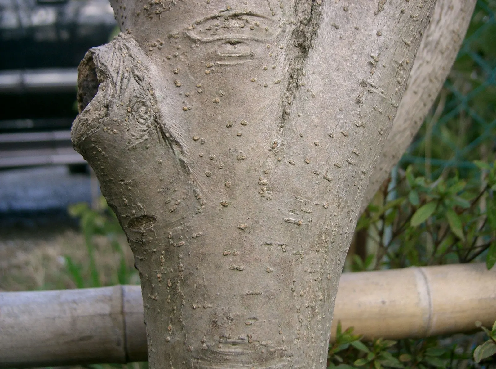 Glossy Privet (Ligustrum Lucidum) — or even as part of a mixed shrub border