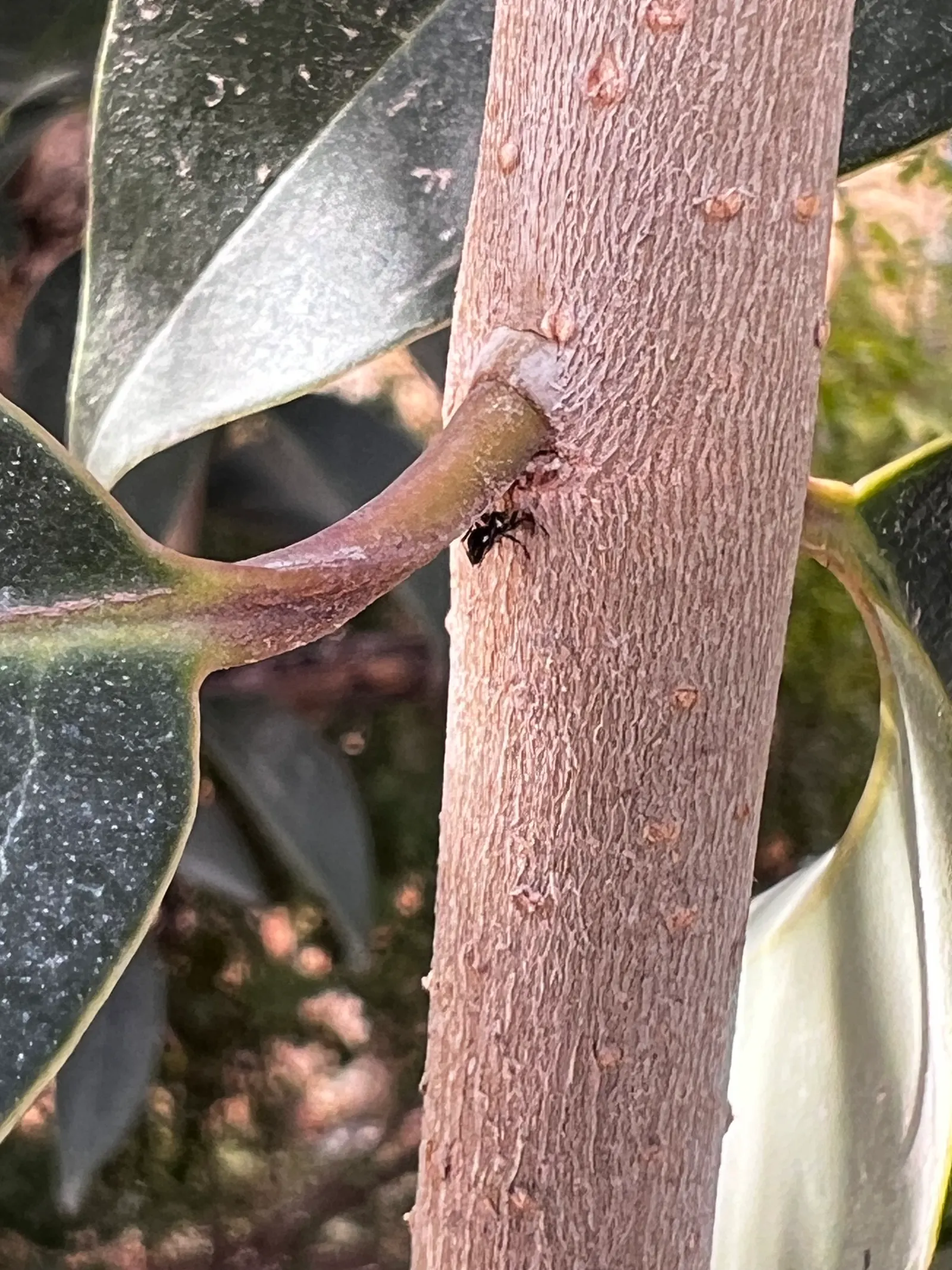 Glossy Privet (Ligustrum Lucidum) — Originating from China and Korea; is a robust evergreen tree revered for its versatile use in urban landscaping