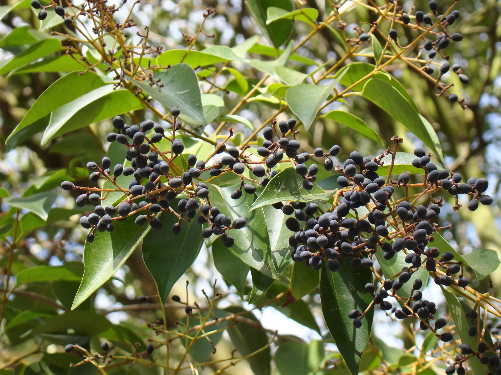 Glossy Privet (Ligustrum Lucidum) — Ideal for privacy hedges, this adaptable tree tolerates various soil types; reaching up to 40 feet tall with a spread of 25