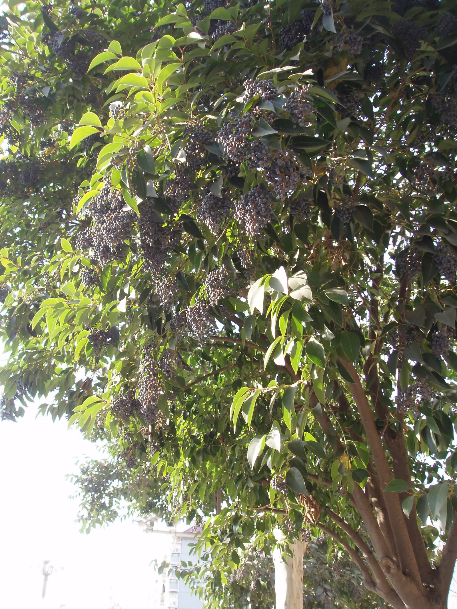 Glossy Privet (Ligustrum Lucidum) — It requires full sun to partial shade exposure