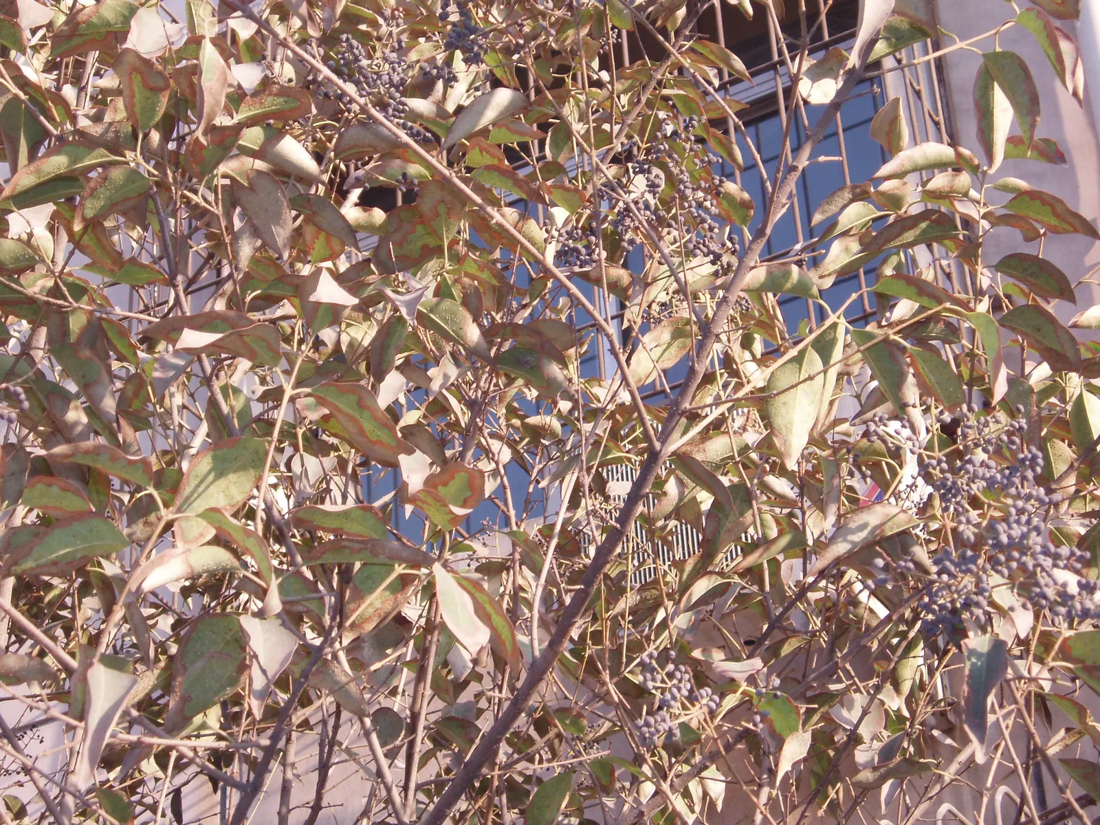 Glossy Privet (Ligustrum Lucidum) — fast-growing tree can reach impressive heights ranging from 25 to 40 feet; these blossoms are a magnet for pollinators and