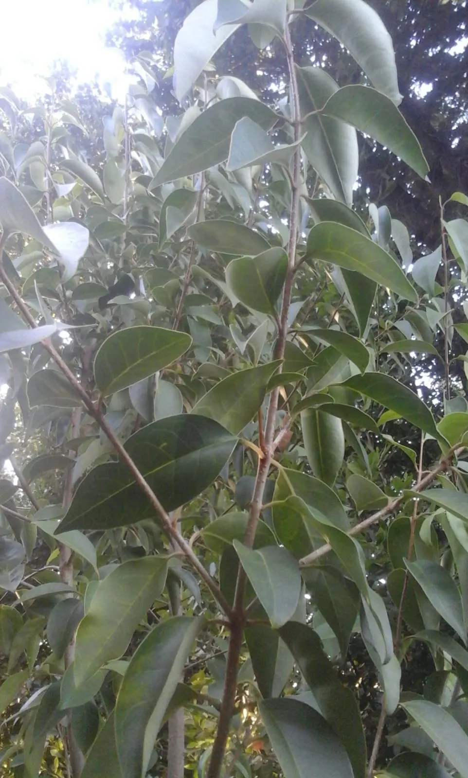 Glossy Privet (Ligustrum Lucidum) — it's important to note that it can become invasive in some regions