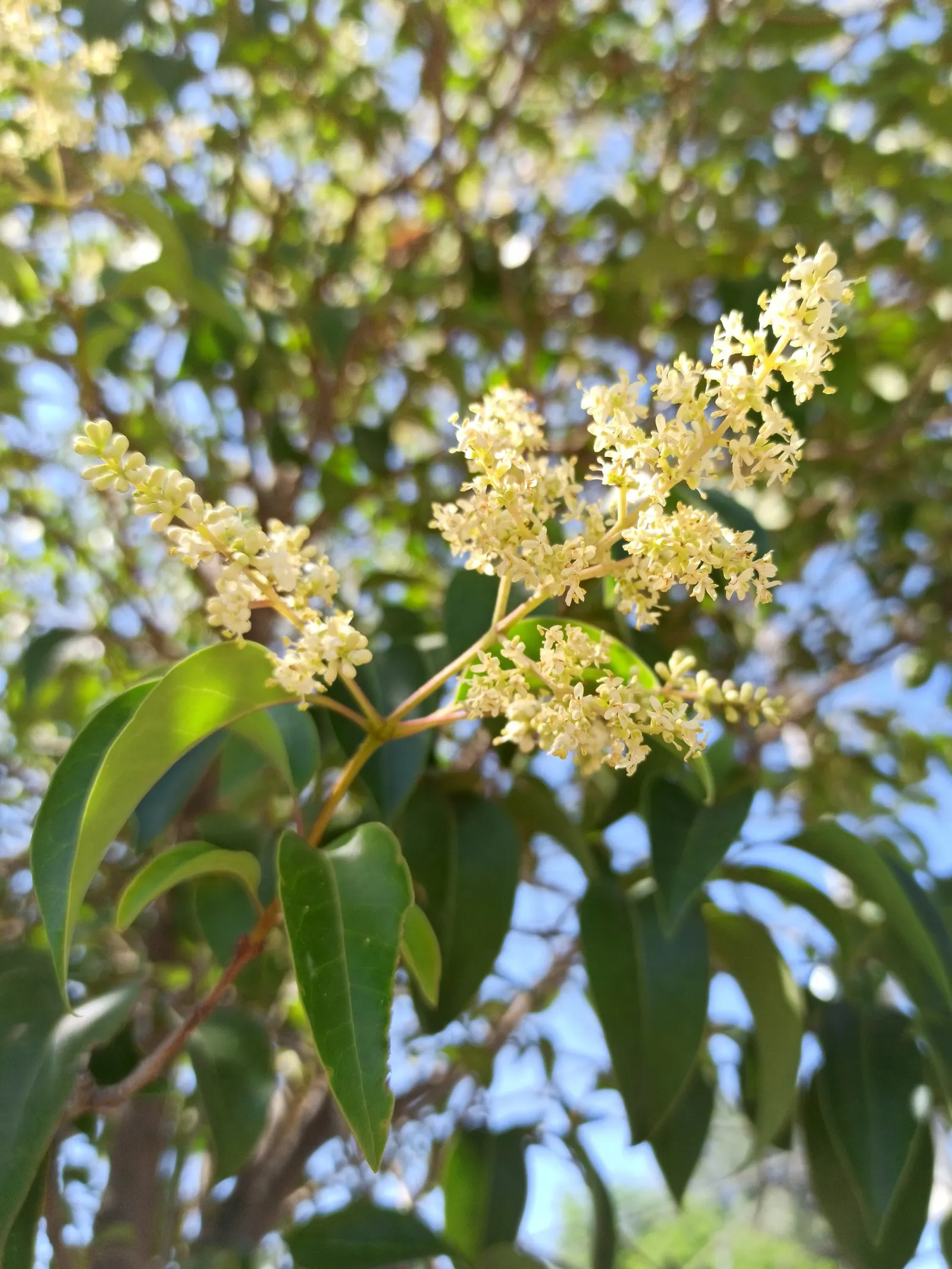 Glossy Privet (Ligustrum Lucidum) — These blossoms are a magnet for pollinators and give way to blue-black berries in the fall