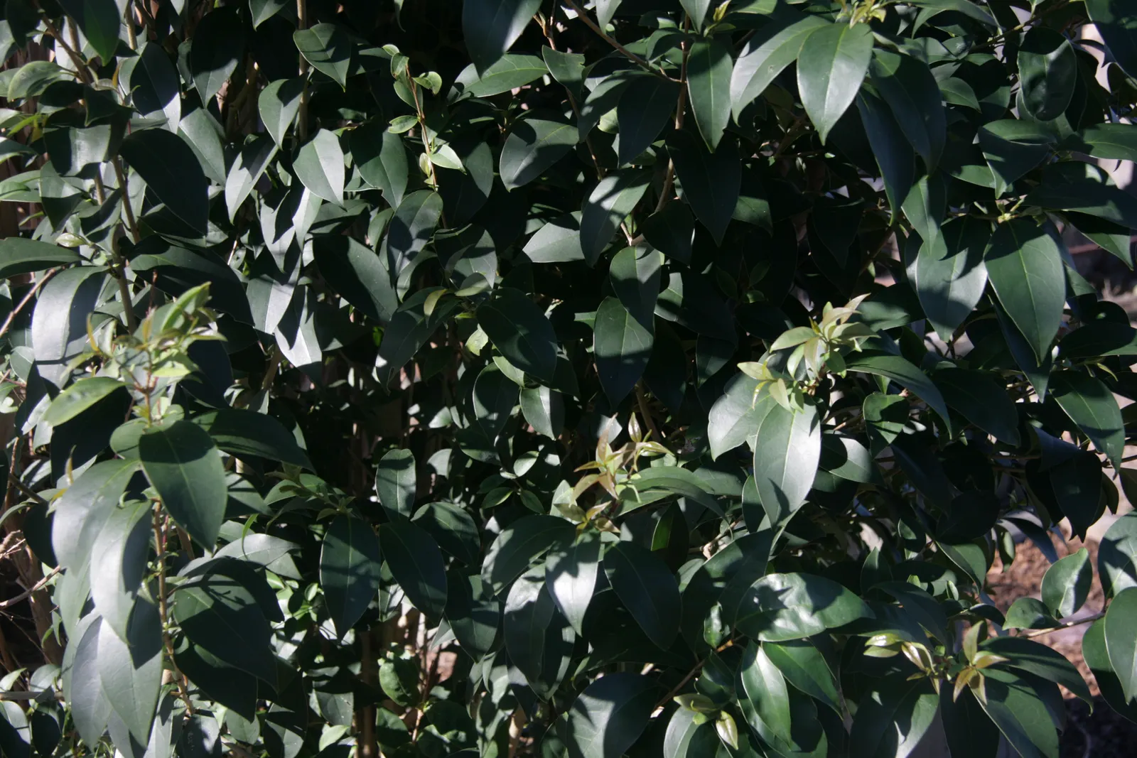 Glossy Privet (Ligustrum Lucidum) — consider using it as a specimen plant