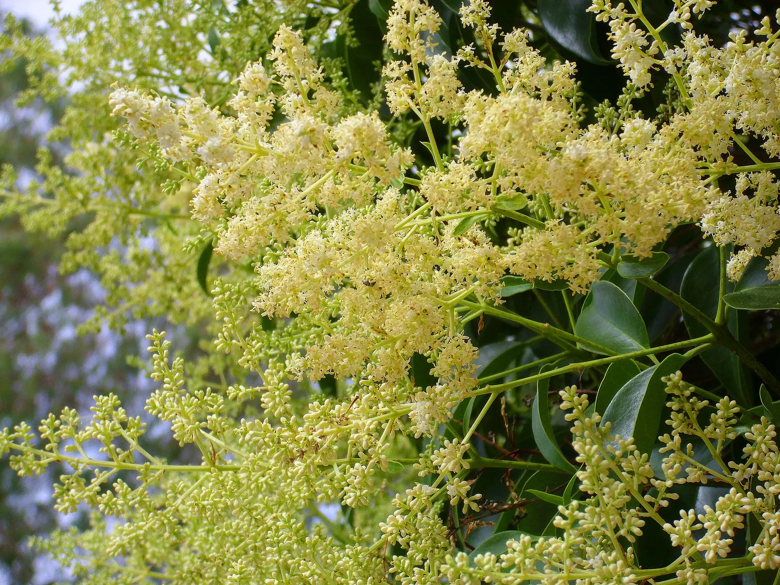 Glossy Privet (Ligustrum Lucidum) — with a spread of about 15 to 25 feet; consider using it as a specimen plant
