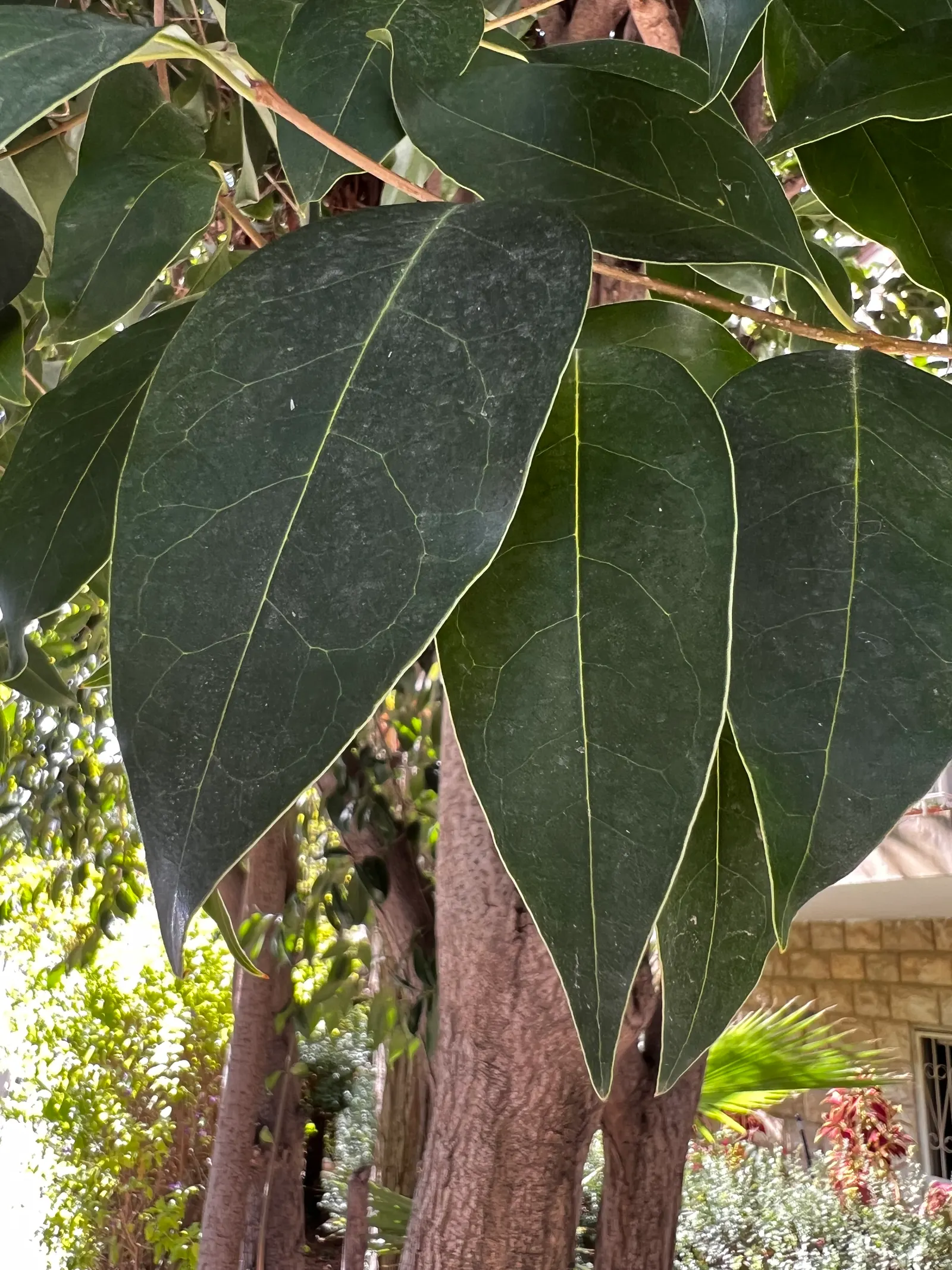 Glossy Privet (Ligustrum Lucidum) — USDA hardiness zones 8-10; originating from China and Korea
