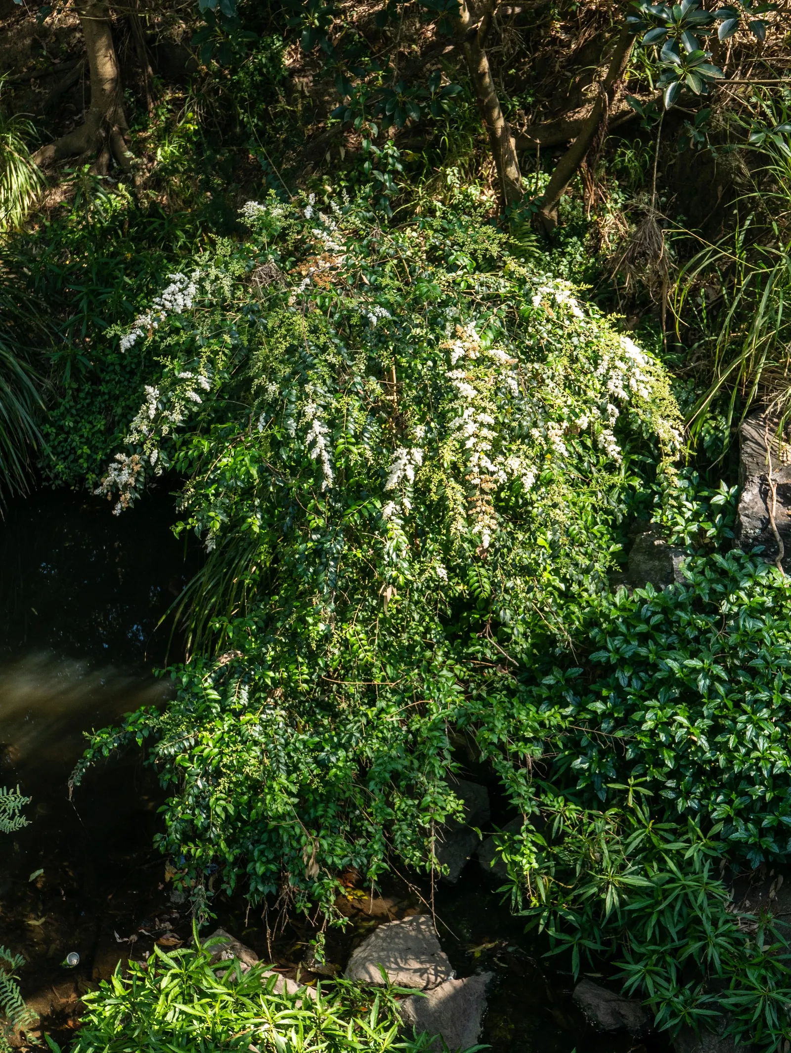 Glossy Privet (Ligustrum Lucidum) — reaching up to 40 feet tall with a spread of 25 feet