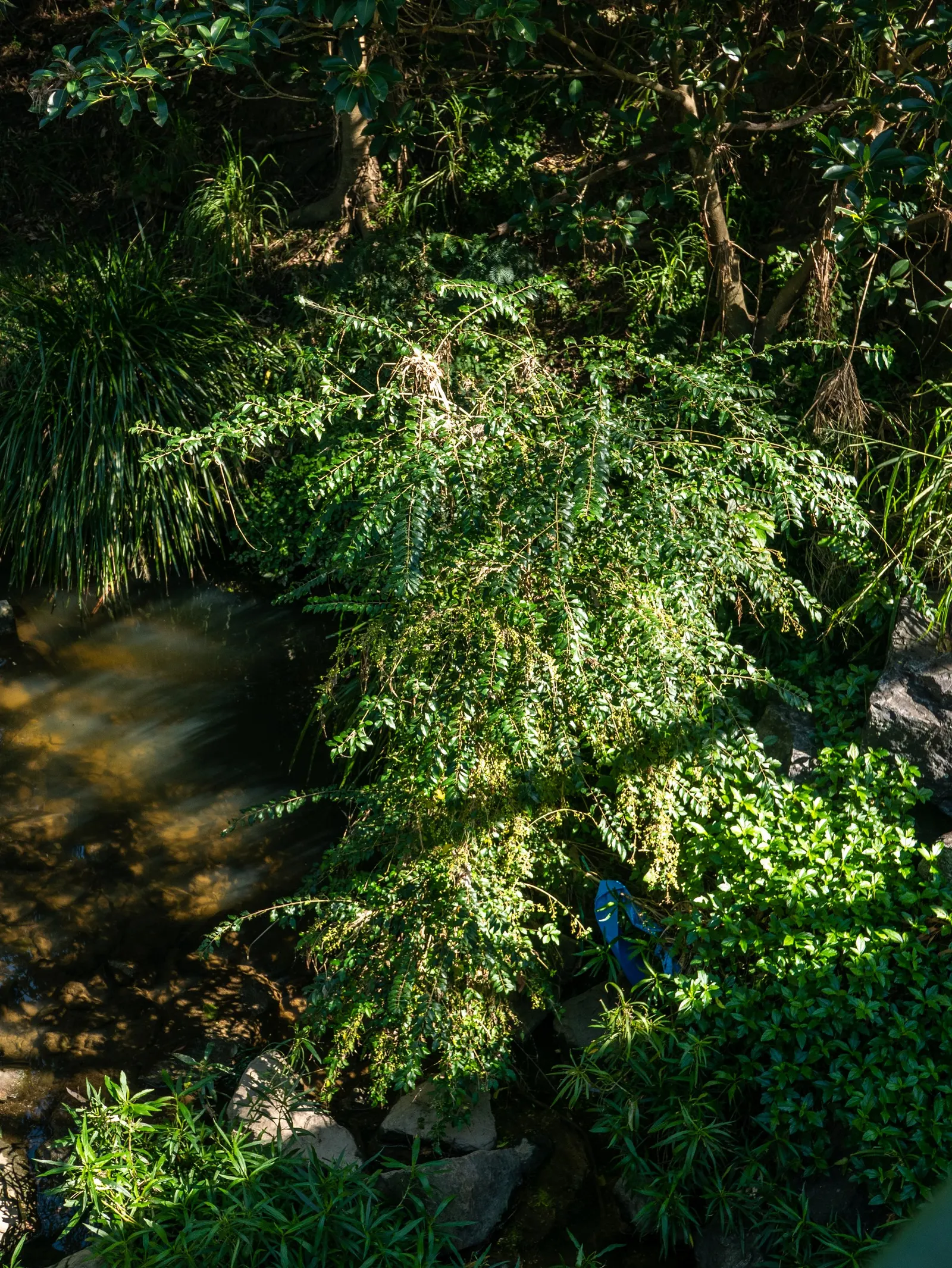 Glossy Privet (Ligustrum Lucidum) — is a robust evergreen tree revered for its versatile use in urban landscaping