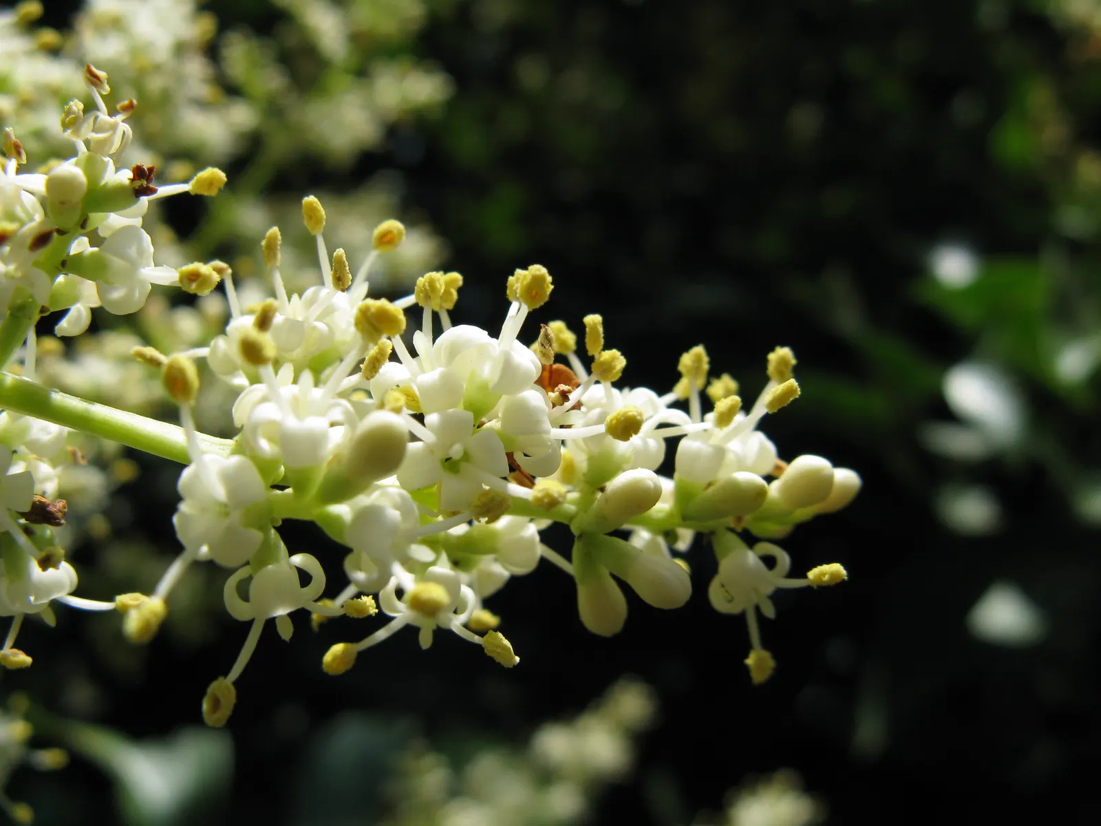 Glossy Privet (Ligustrum Lucidum) — the Ligustrum lucidum offers continuous visual interest, image 44
