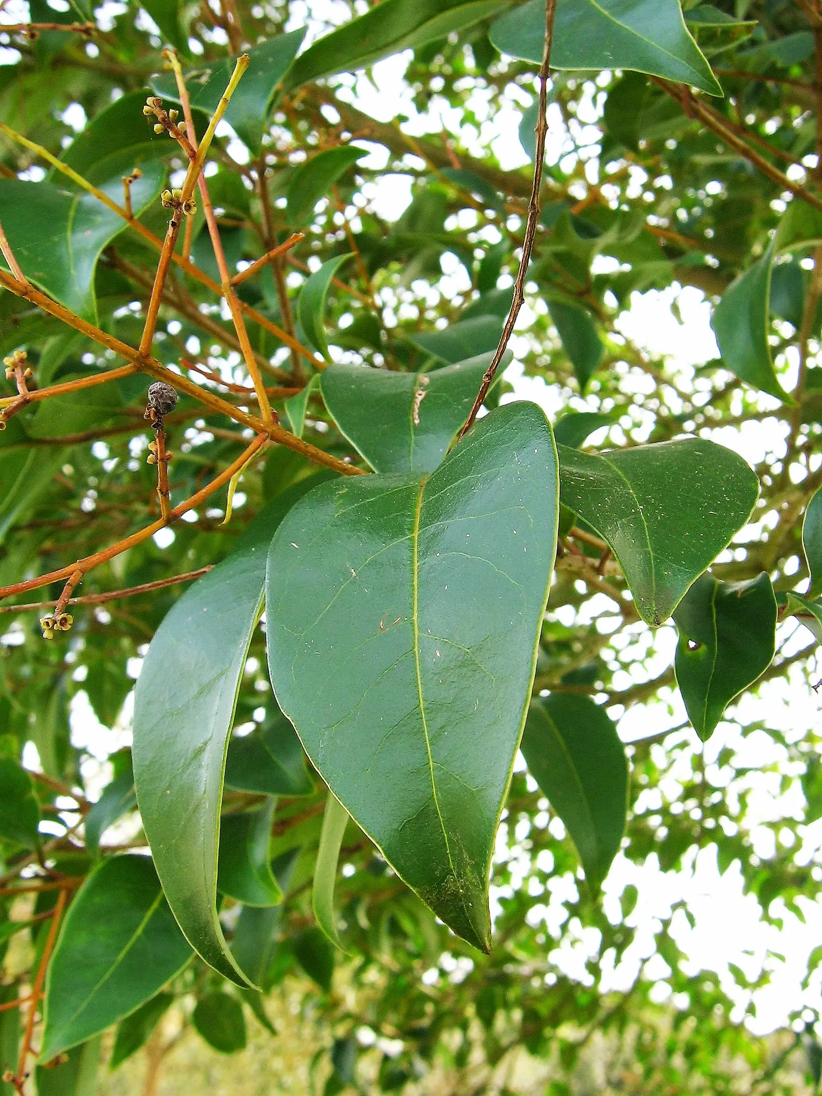 Glossy Privet (Ligustrum Lucidum) — The Glossy Privet (Ligustrum lucidum) is an evergreen tree; it exhibits white, fragrant flower clusters in summer, followed