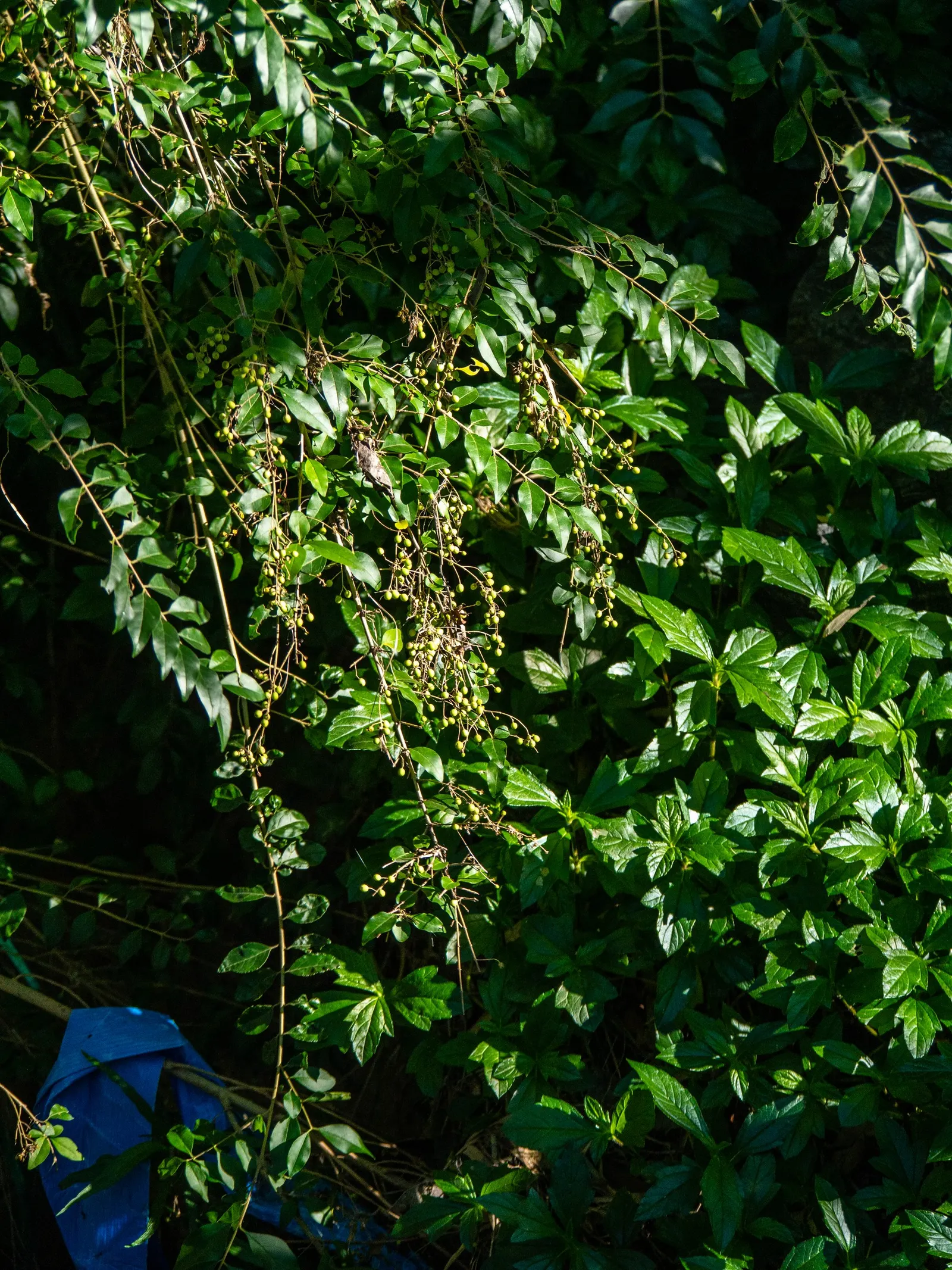 Glossy Privet (Ligustrum Lucidum) — Ideal for privacy hedges, this adaptable tree tolerates various soil types