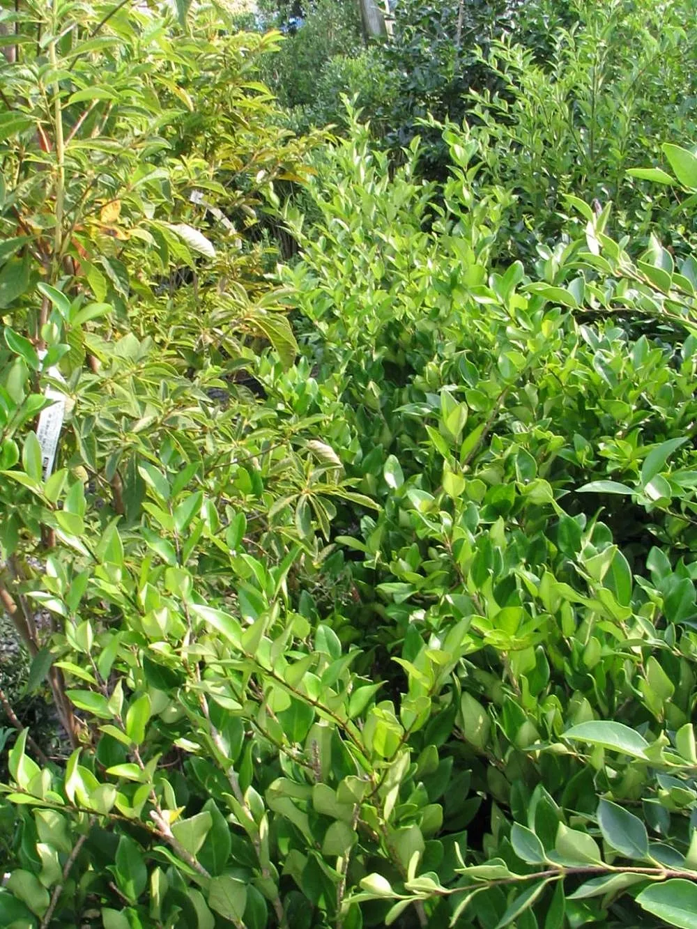 Glossy Privet (Ligustrum Lucidum) — so check local guidelines before planting.<br><br>When integrating Glossy Privet into a garden