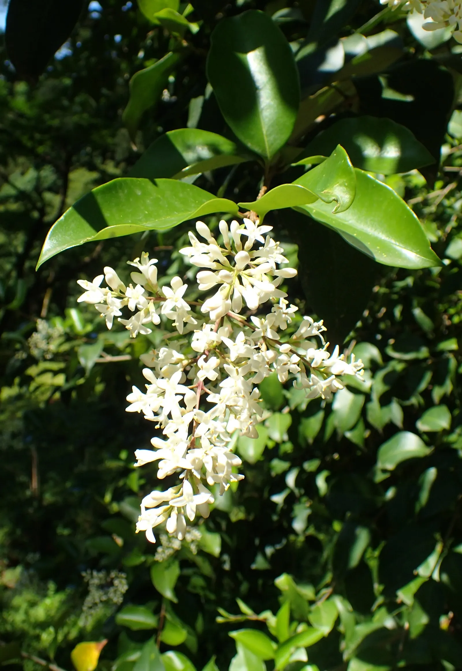 Glossy Privet (Ligustrum Lucidum) — white flowers in the garden